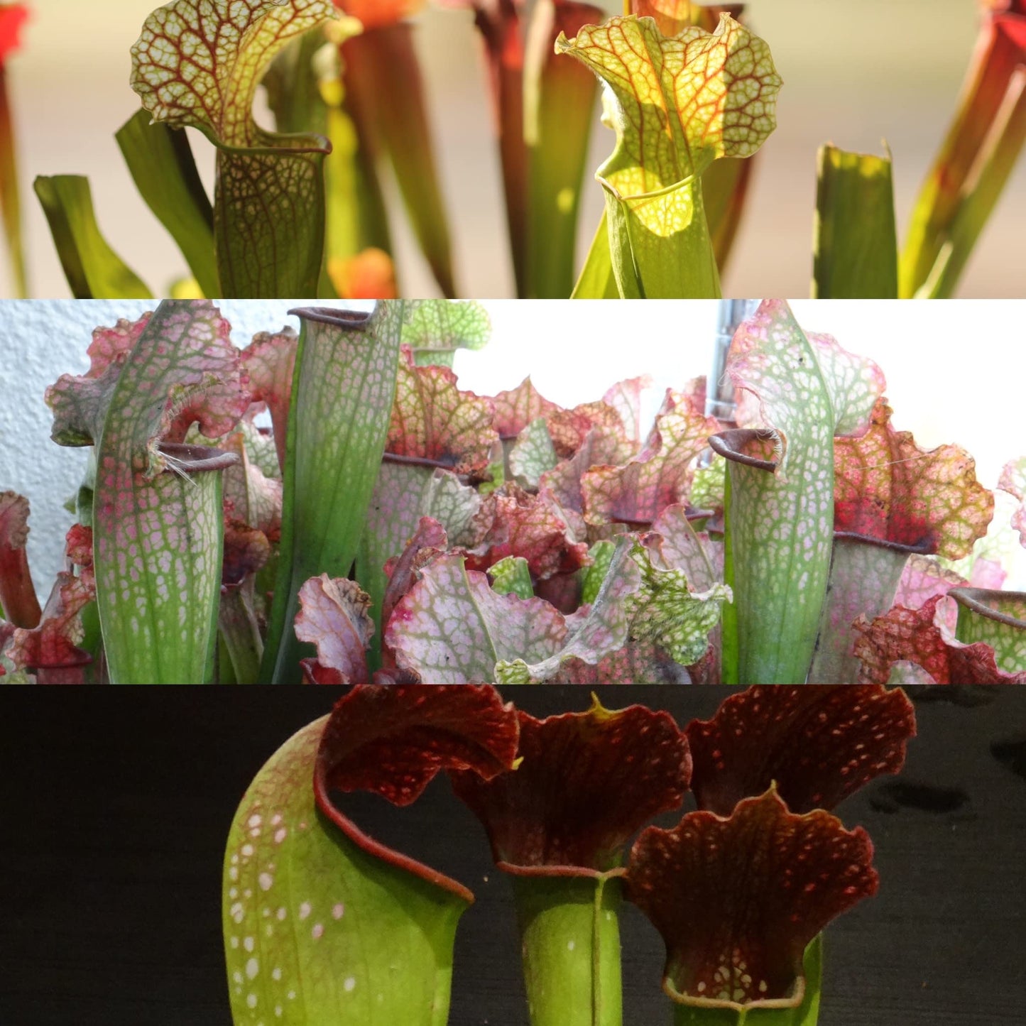 Savage Gardeners Live Carnivorous Pitcher Plant Sarracenia - Flowering Sized, Beginner-Friendly, Comes Potted in 2.5'' Pot