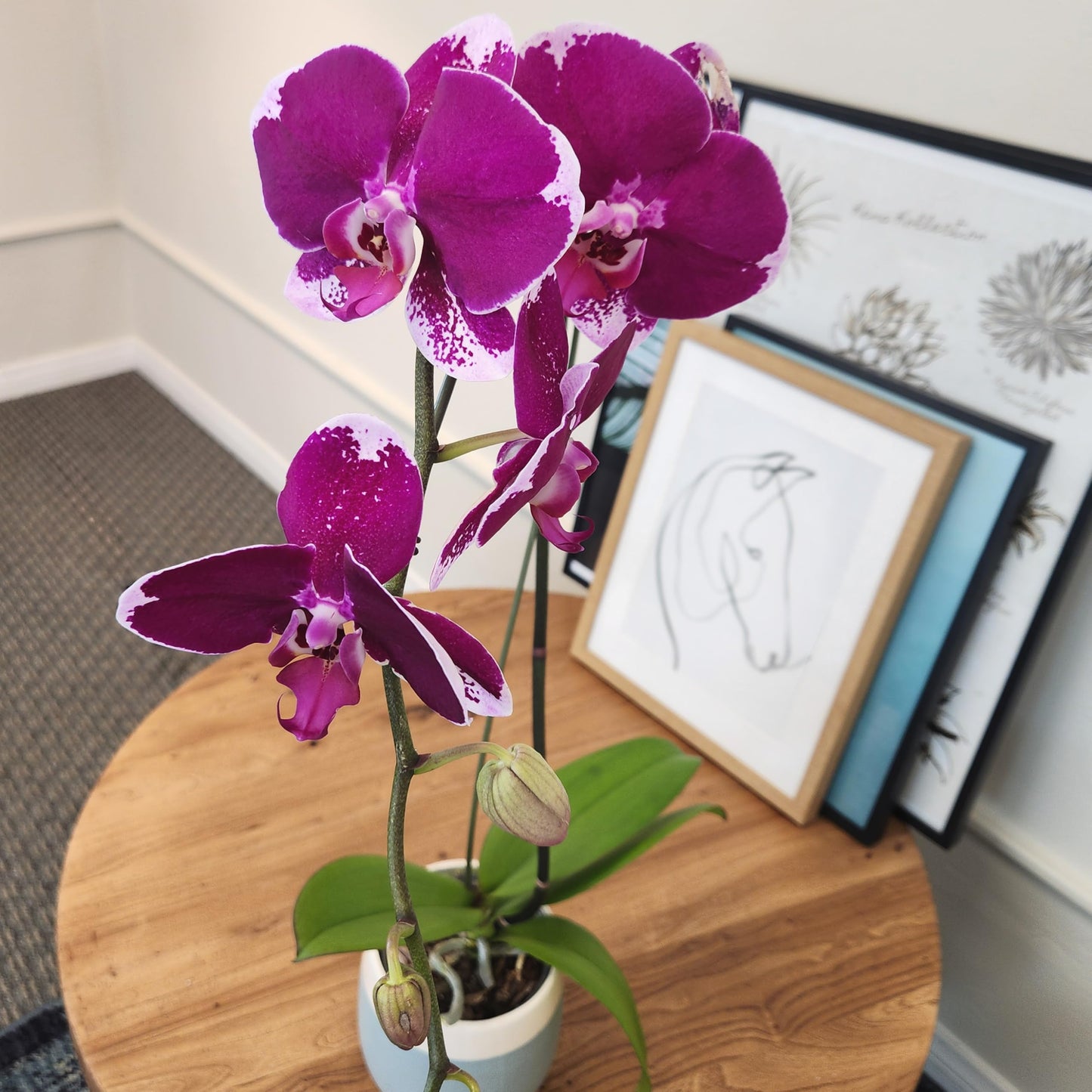 Large Purple Live Orchids Blooming in 5" Blue & White Orchid Pot, Pet Friendly Live Plant Gifts for Plant Lovers, Approx. 22"+ Tall, Real Houseplants, Phalaenopsis Moth Flowers by Plants for Pets