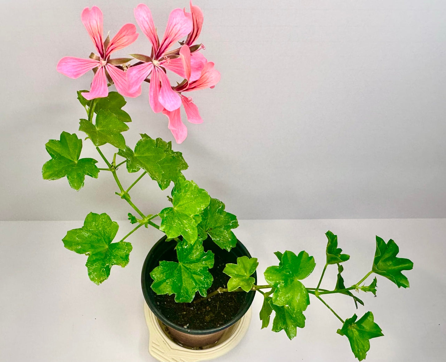 Set of 2 Live Ivy Geranium -Pelargonium Peltatum, Climbing Ivy Leaves with Pink Flowers, 2 Fully Rooted Plants 6-12" Long, Options of Single-Layer or Multi-Layer Petals
