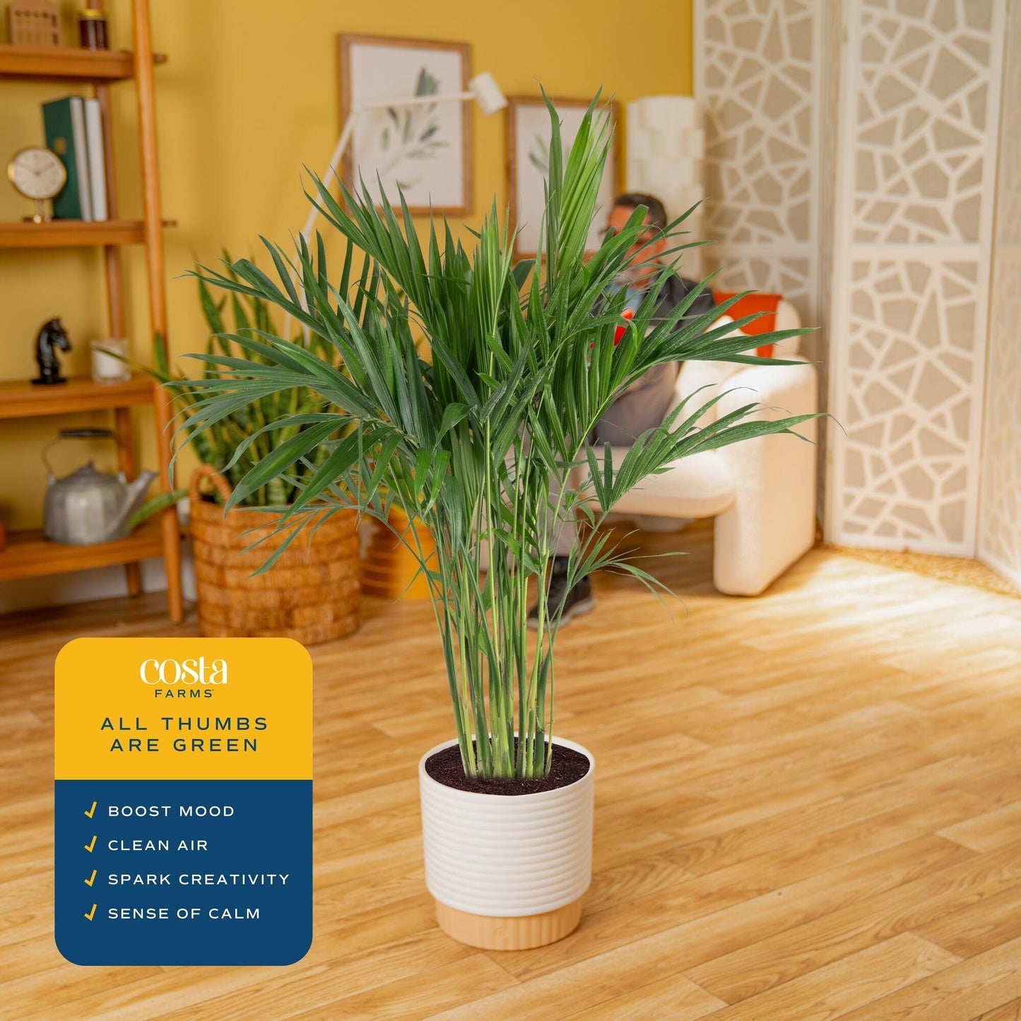 Costa Farms Cat Palm Live Plant in Decorative Pot, Large Indoor Houseplant, Perfect for Home, Room, or Office Decor, Great House Warming or Birthday Gift, 3-4 Feet Tall