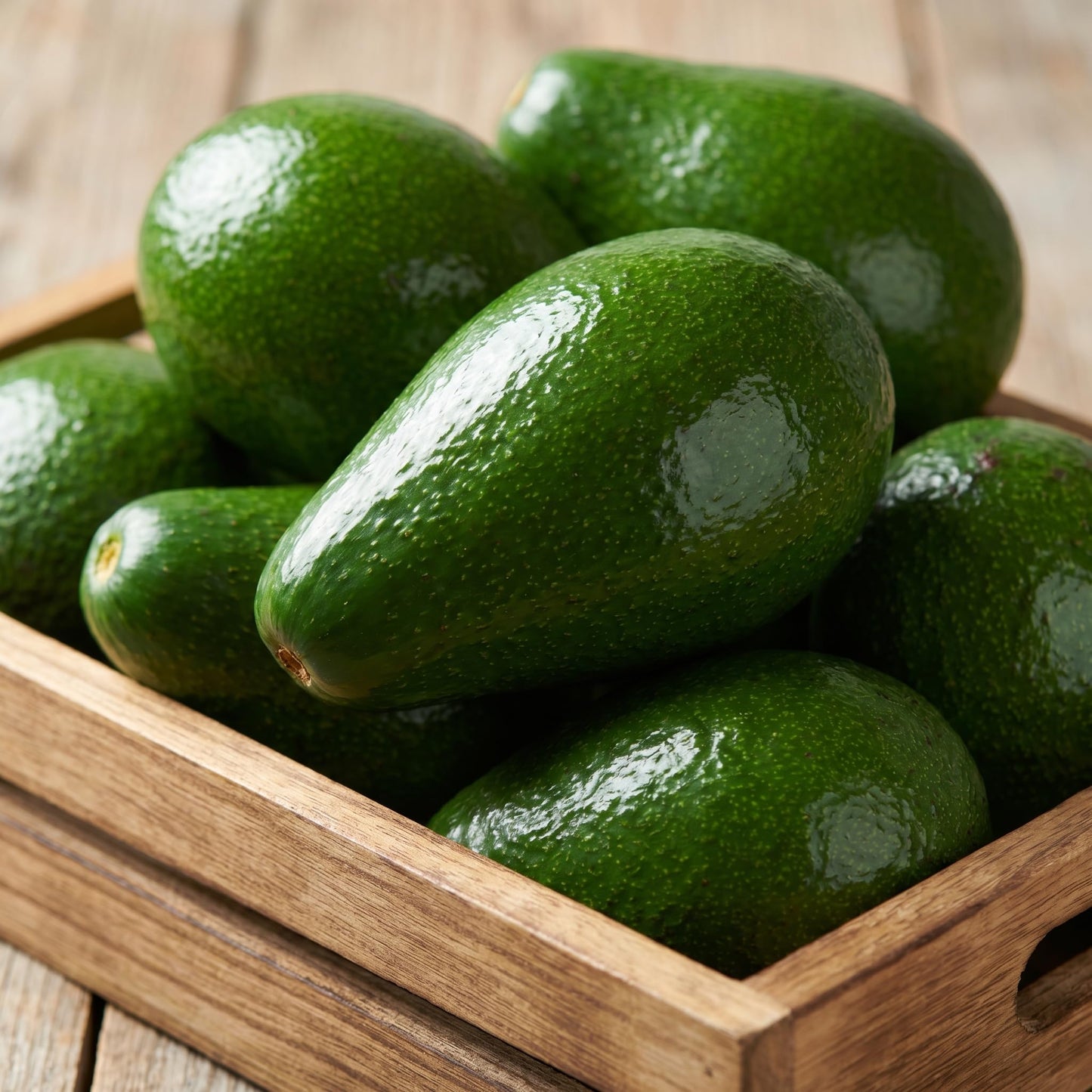 Avocado Tree Live 1-2 Ft Tall in 3 Gallon Pot, Grafted Avocado Tree for Outdoor Garden or Patio Planting, High Yield, Ready to Bear Fruits, No CA (Smooth Green Avocado)