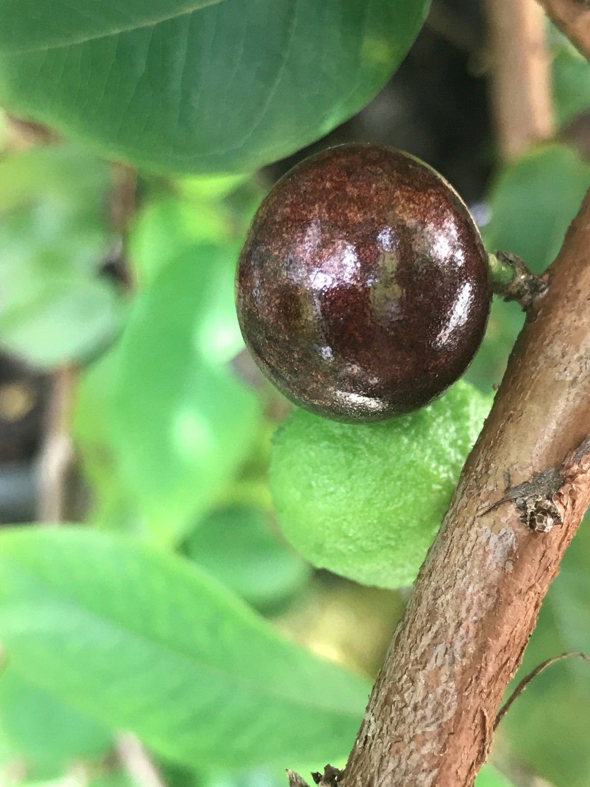 Red Hybrid Jaboticaba Myrciaria Plinia cauliflora x aureana Fruit Tree Plant