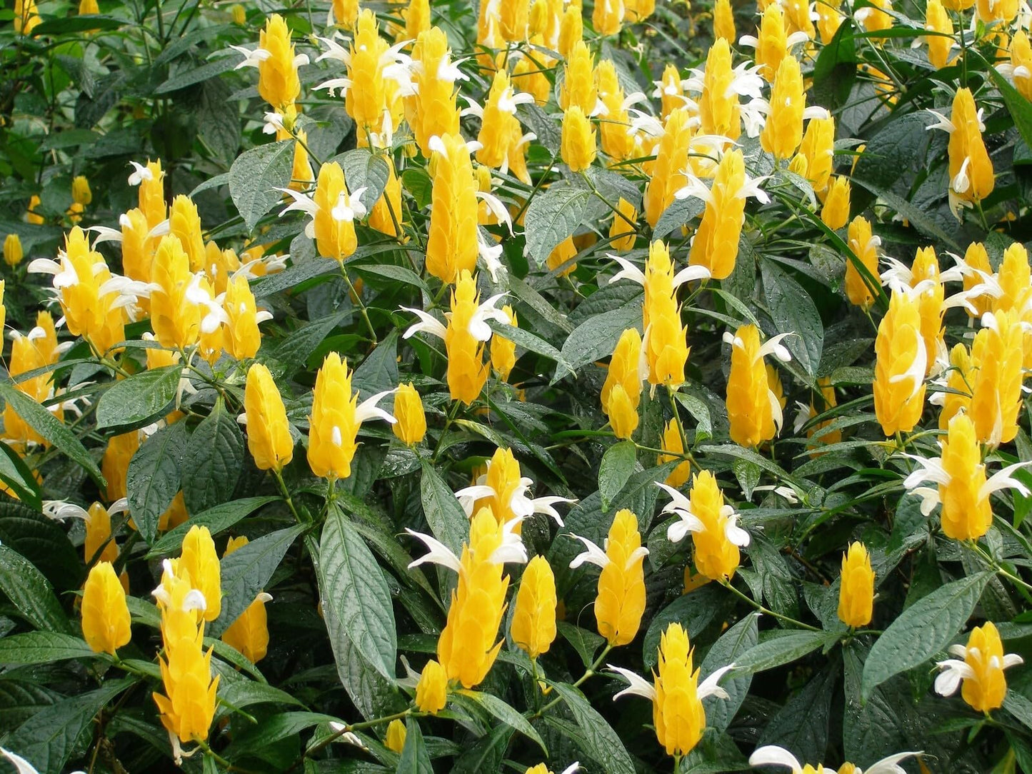 Live Plant - Golden Shrimp Plant Justicia Brandegeana, Pachystachys Lutea, Starter Plant!!