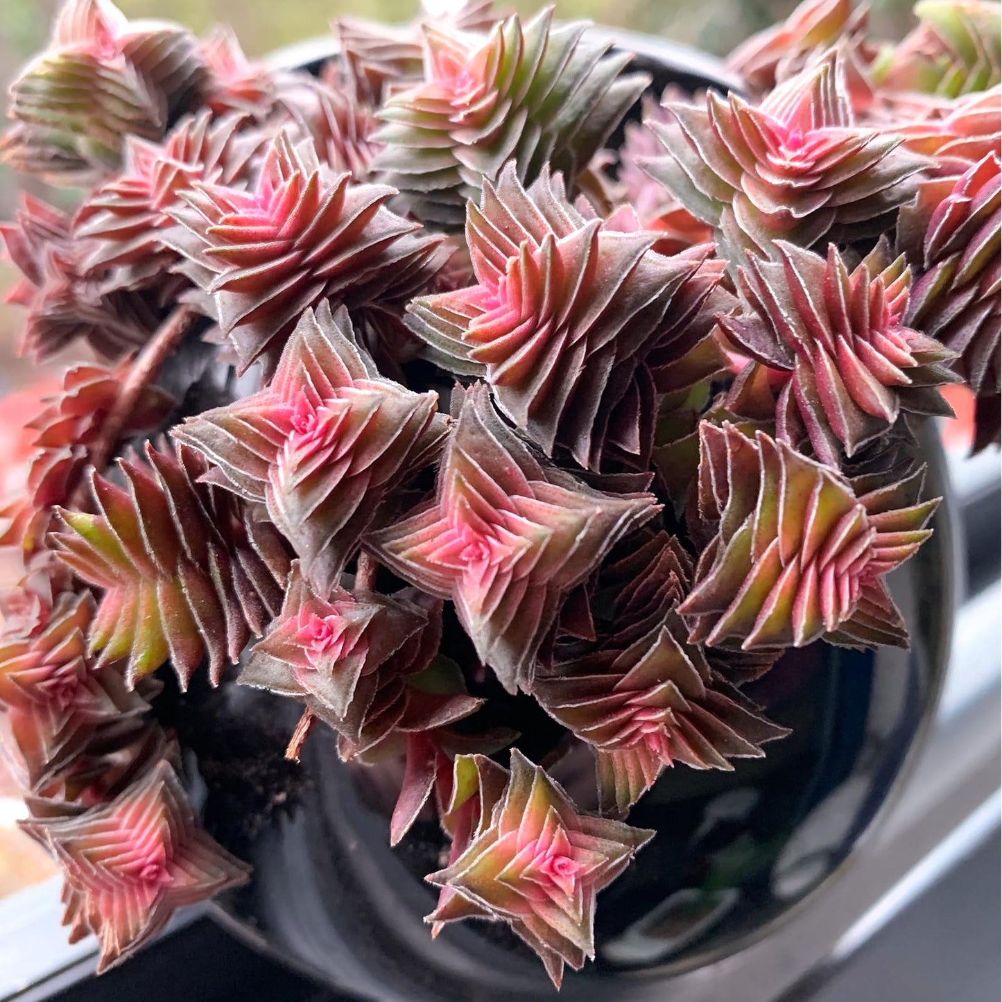 Sprout N Green Shark's Tooth, Live Crassula corymbulosa Succulent in 4" Pot with Soil Mix, Rare House Plant for Home Office Wedding Indoor Outdoor Decoration, DIY Projects, Party Favor, Pet Friendly