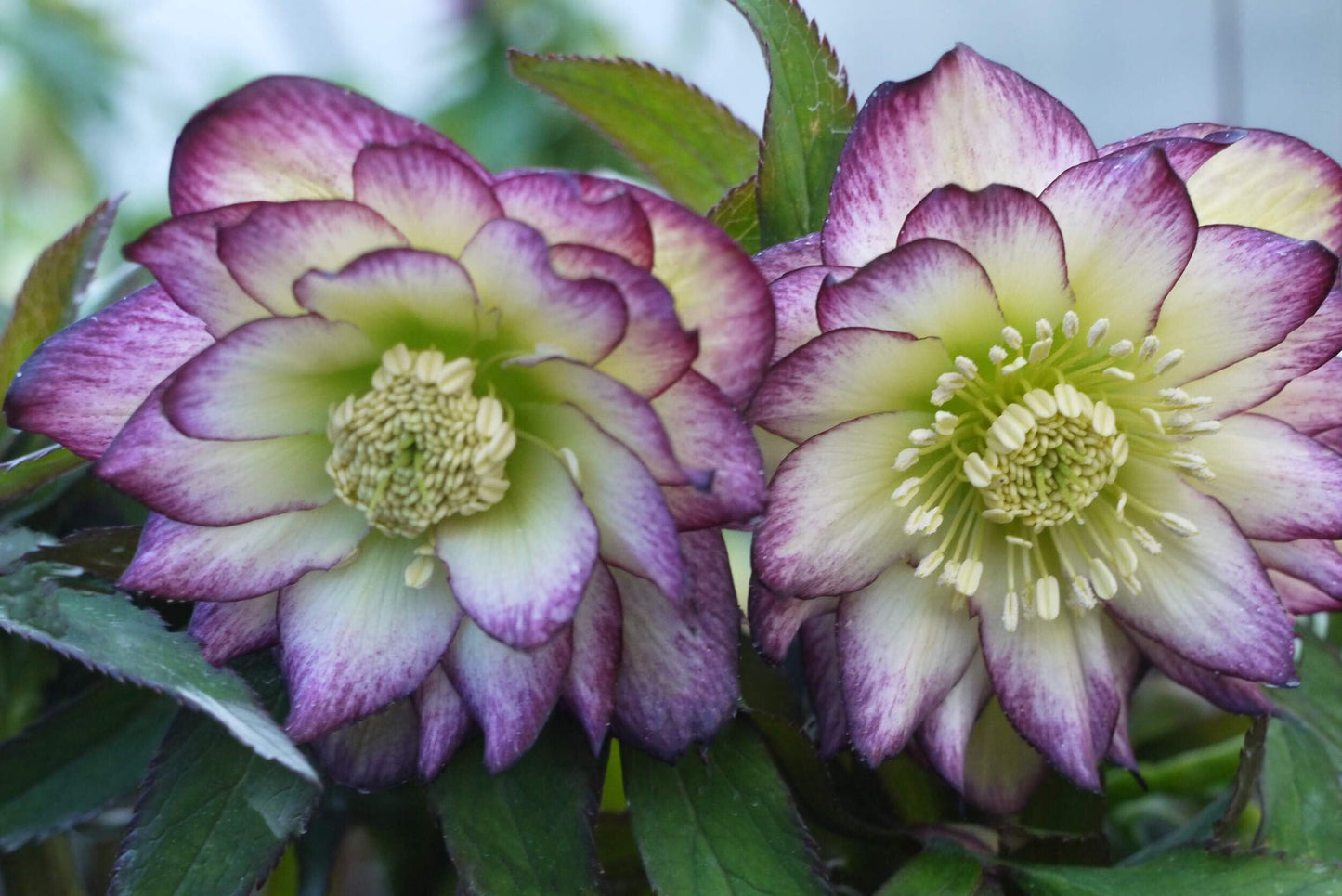 Perennial Farm Marketplace Helleborus x Hybridus Winter Jewels® ‘Rose Quartz’ (Lenten Rose) – Live Plant, Size-Quart, Spring Blooming, Shade-Loving, Deer Resistant