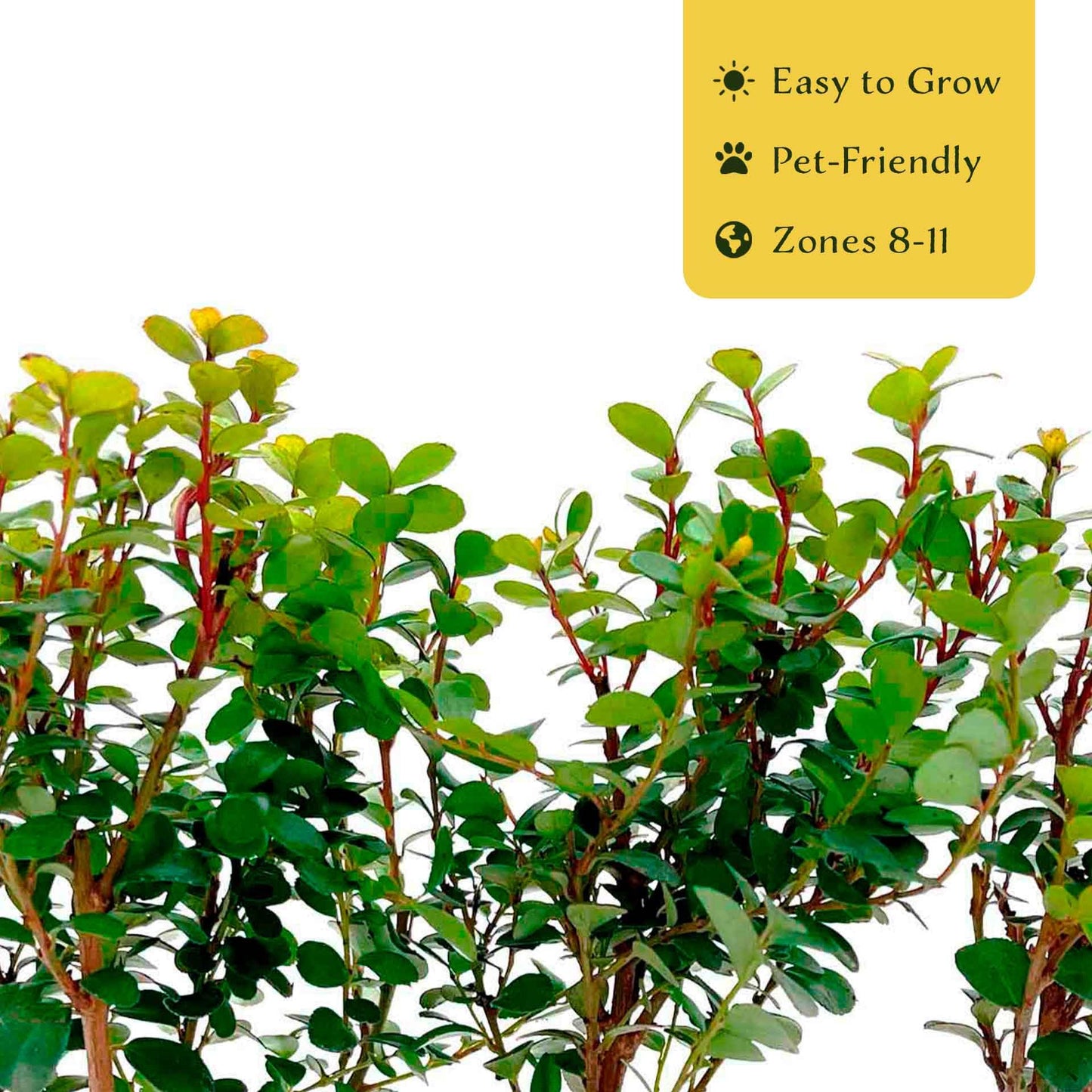 3 African Boxwood Myrsine – Dense Evergreen Shrub for Low Hedges, Borders & Topiary Landscapes (Myrsine africana) in 2.5” Cubes, Live Plants
