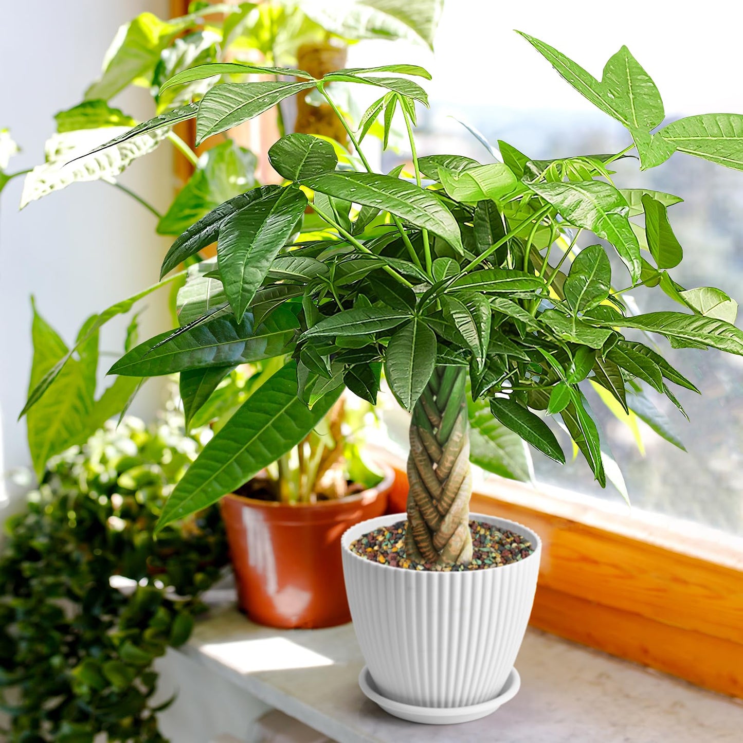 Live Plants Money Tree in 4" White Plastic Pot, Easy to Grow Houseplant, Indoor Bonsai, Home Office Decor, Birthday Housewarming Gift