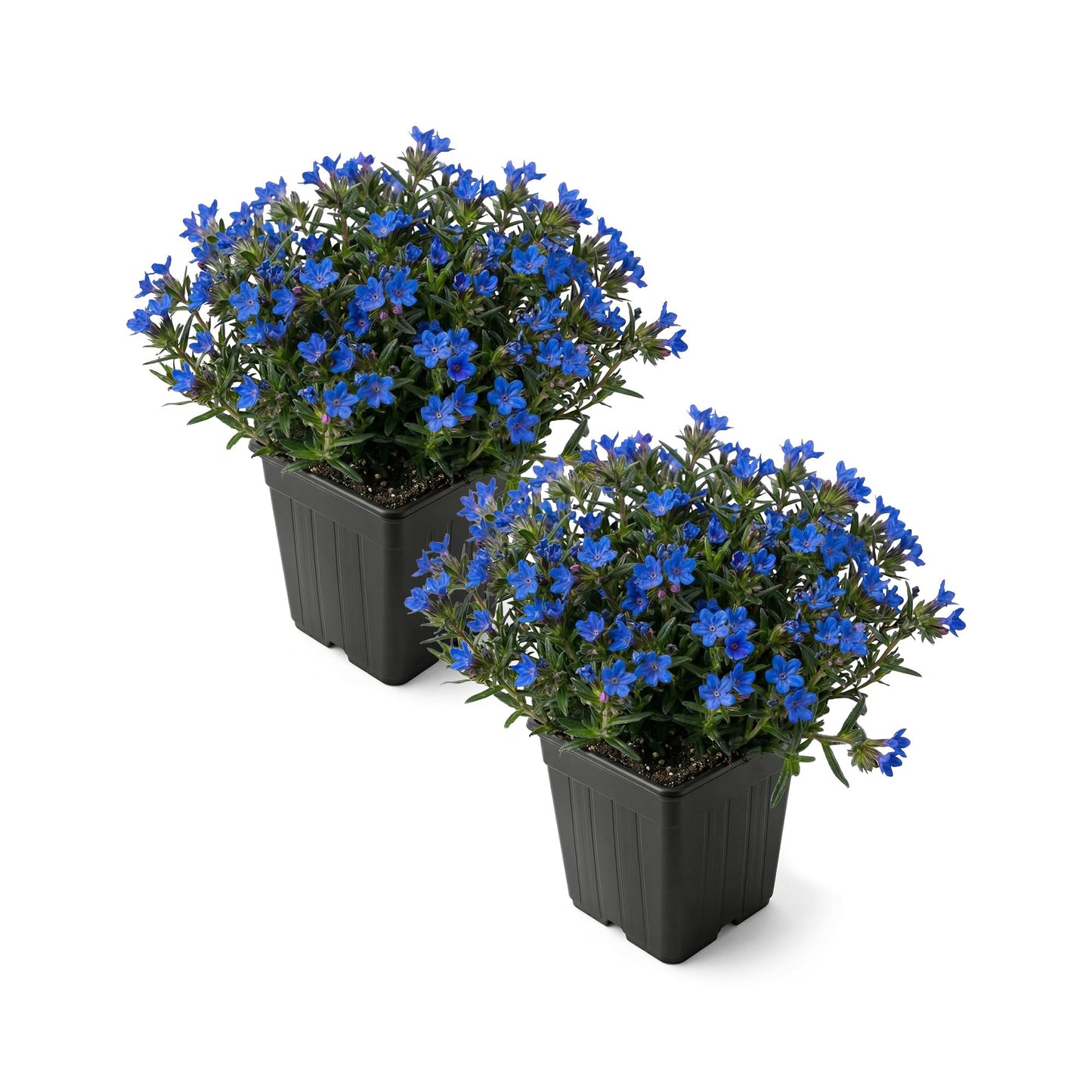 Live Lithodora 2-Pack – Blue – Evergreen Groundcover Perennial, Spring Flowers, 6” Tall, 1 Qt Pot