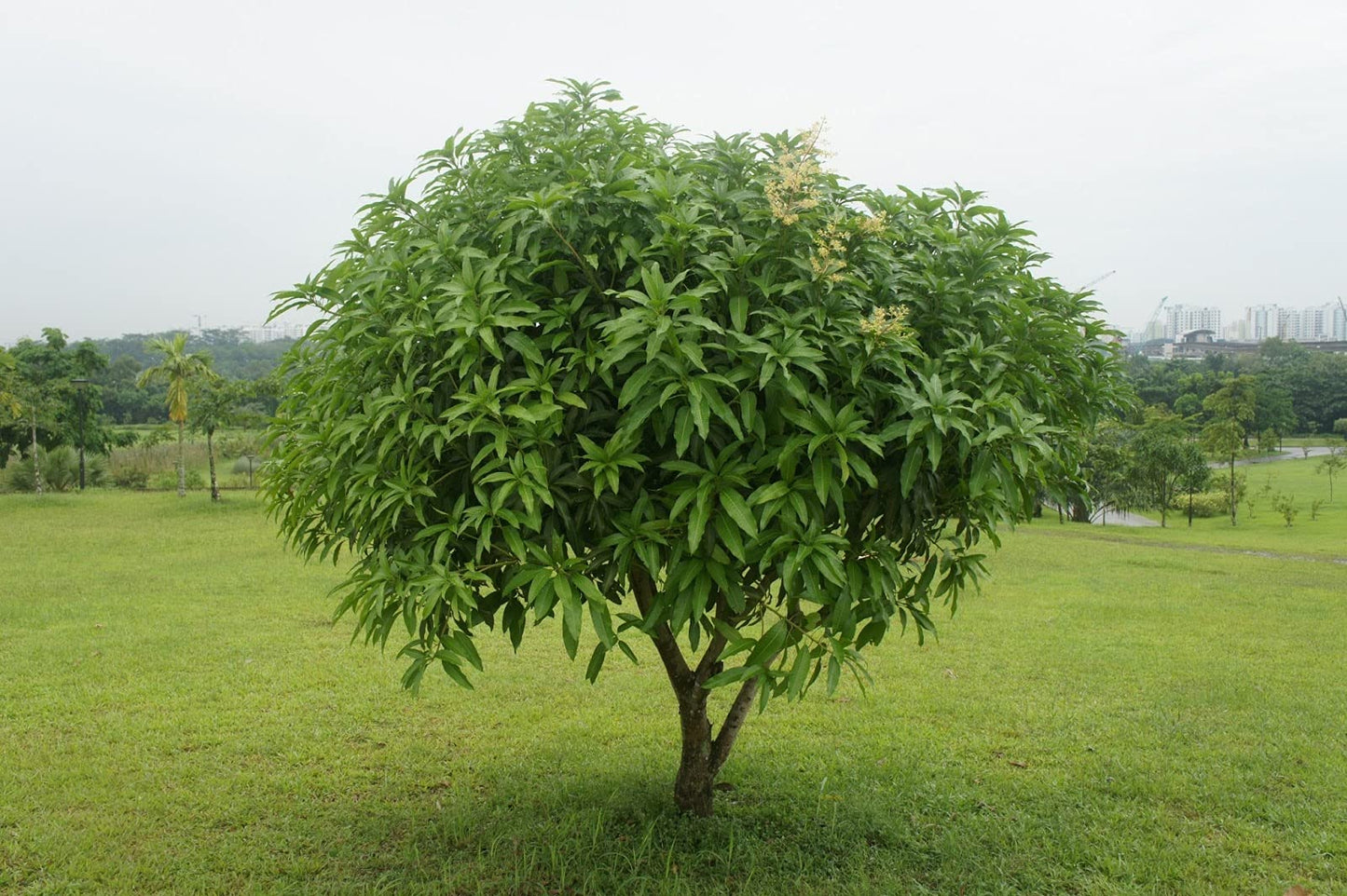 Mango Tree - Live Fruit Tree in a 3 Gallon Pot - Mangifera Indica 'Phillipine' - Tropical Edible Fruit Bearing Tree