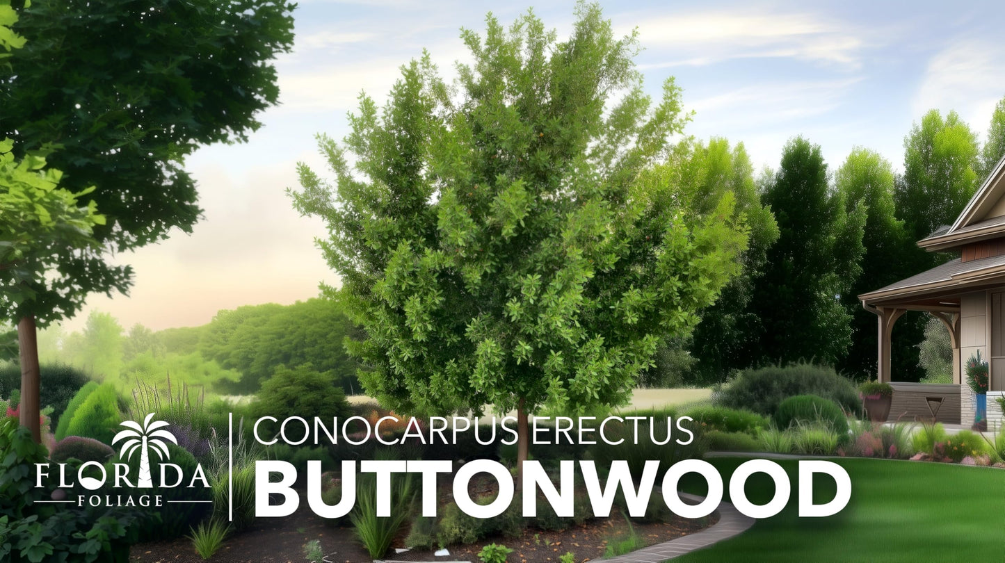 Buttonwood | 3 Live Plants | Conocarpus Erectus | Live Coastal Tree | Evergreen Foliage | Fast Growing Shade Plant | Drought Tolerant | Ideal for Landscaping | Outdoor Ornamental