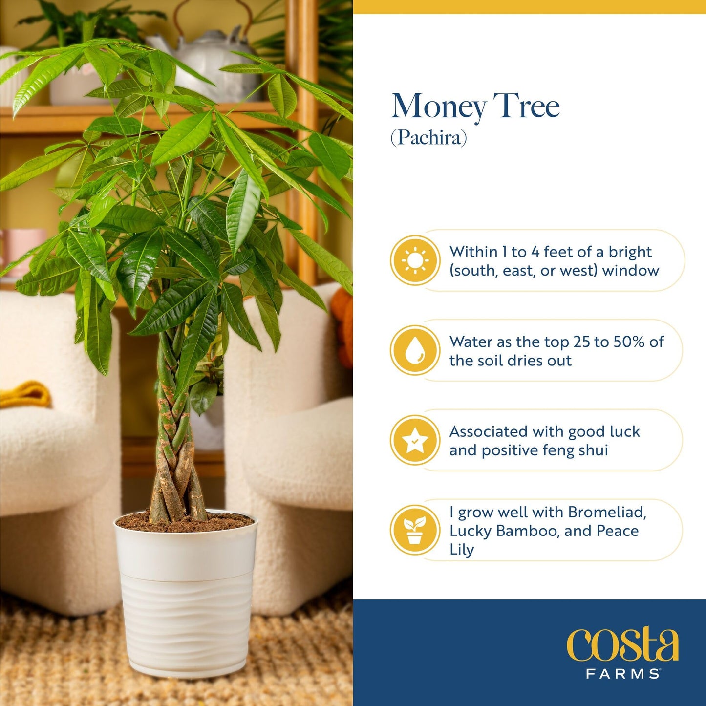 Costa Farms Live Money Tree (Pachira Aquatica), 3-4 Feet Tall, Large Indoor Plant with Braided Trunk, Easy Care Floor Plant in 10-Inch Decor Pot, Pet Friendly Housewarming Gift & Office Decor