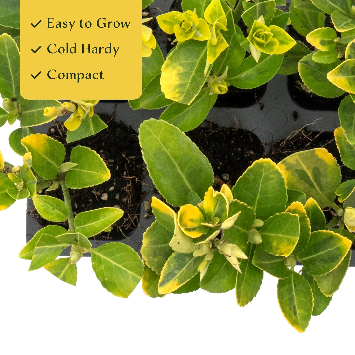 12 Golden Euonymus Shrubs | Live Plants in 2.5-inch Nursery Cubes | Japonica ‘Aureo-Marginatus’ Variety | Easy-Care Evergreen | Variegated Yellow-Green Foliage | Hedges & Shrubs for Home & Garden