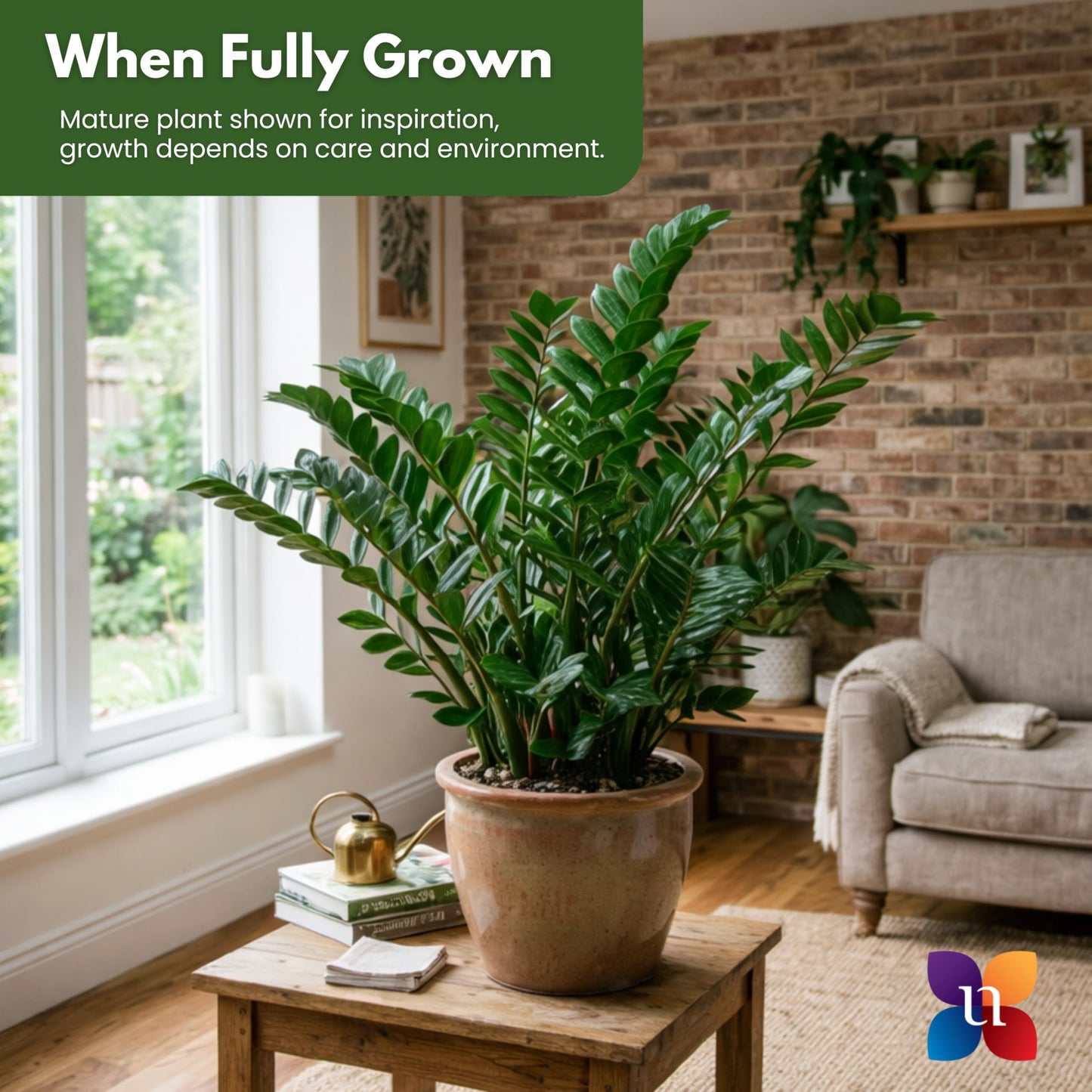 United Nursery ZZ Plant Live 22–27 inches Tall in 10 inch Plant Pot, Large Indoor House Plant, Low Light Drought Tolerant Floor Plant for Home and Office