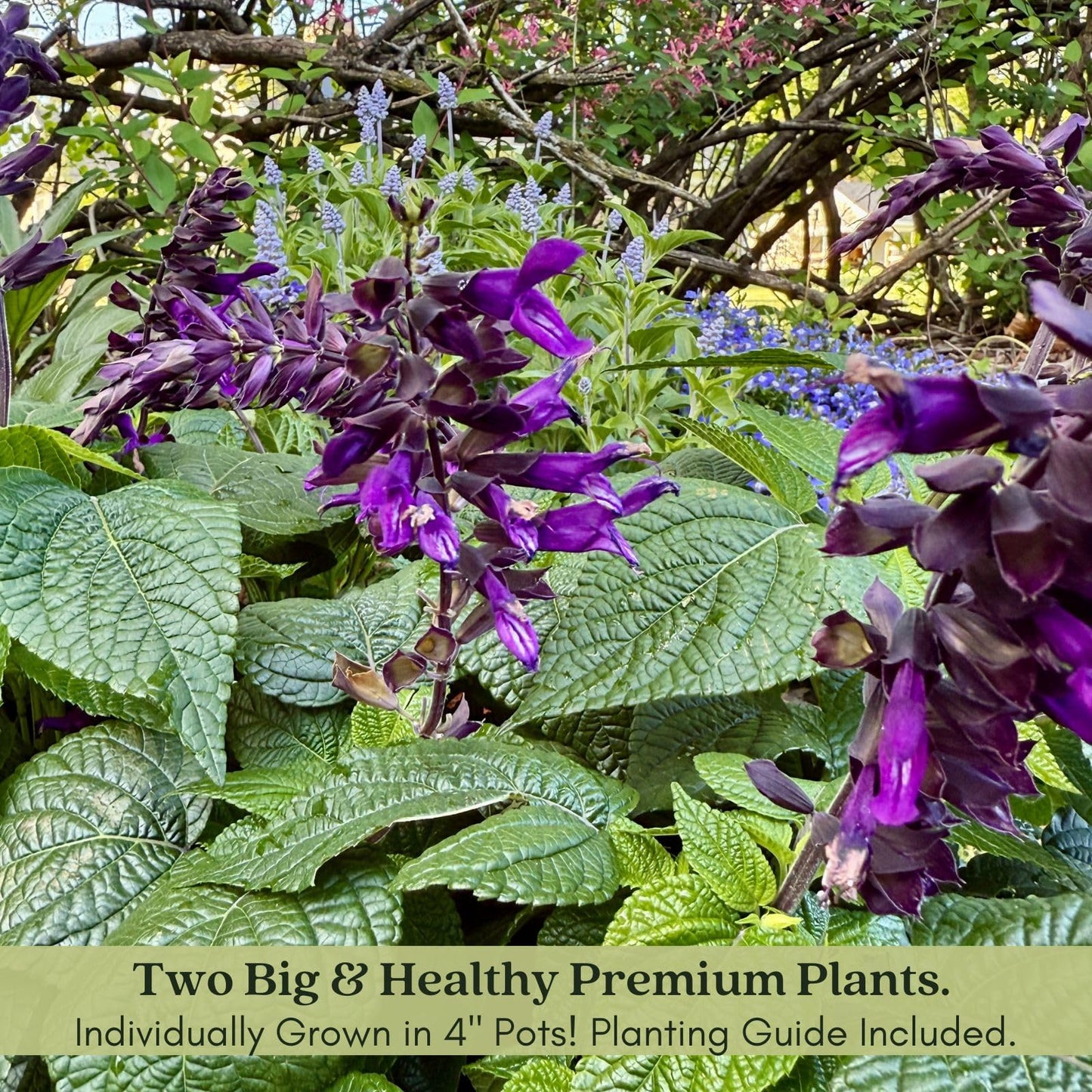 Clovers Garden Salvia Purple and Bloom Plants - Two (2) Live Plants – Non-GMO - Not Seeds - Each 4" to 8" Tall – in 4" Inch Pots - Pollinator Magnet, Heat Tolerant, Low Maintenance