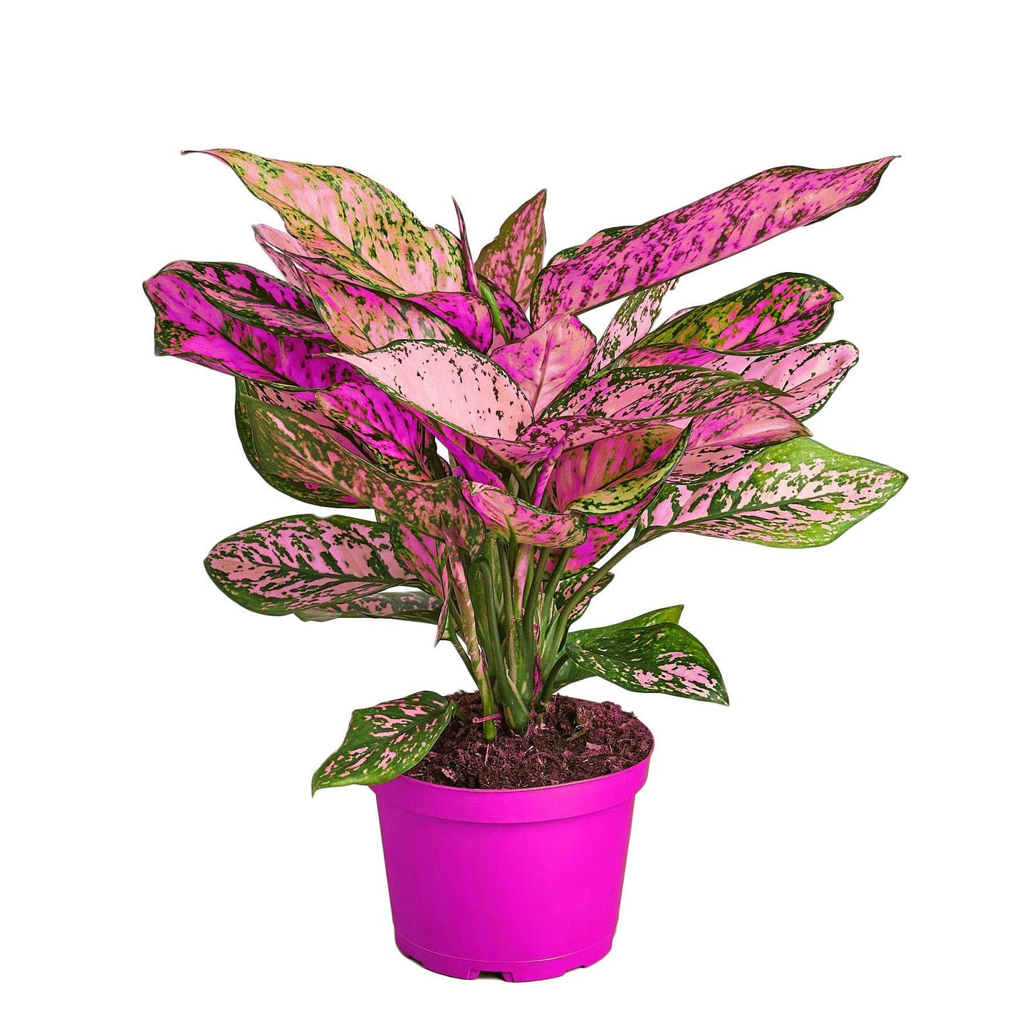 Chinese Evergreen 'Lady Valentine' - in 6in Pot - Live Plants Tropical Houseplants | Variegated | USA Growers | The Snobby Leaf
