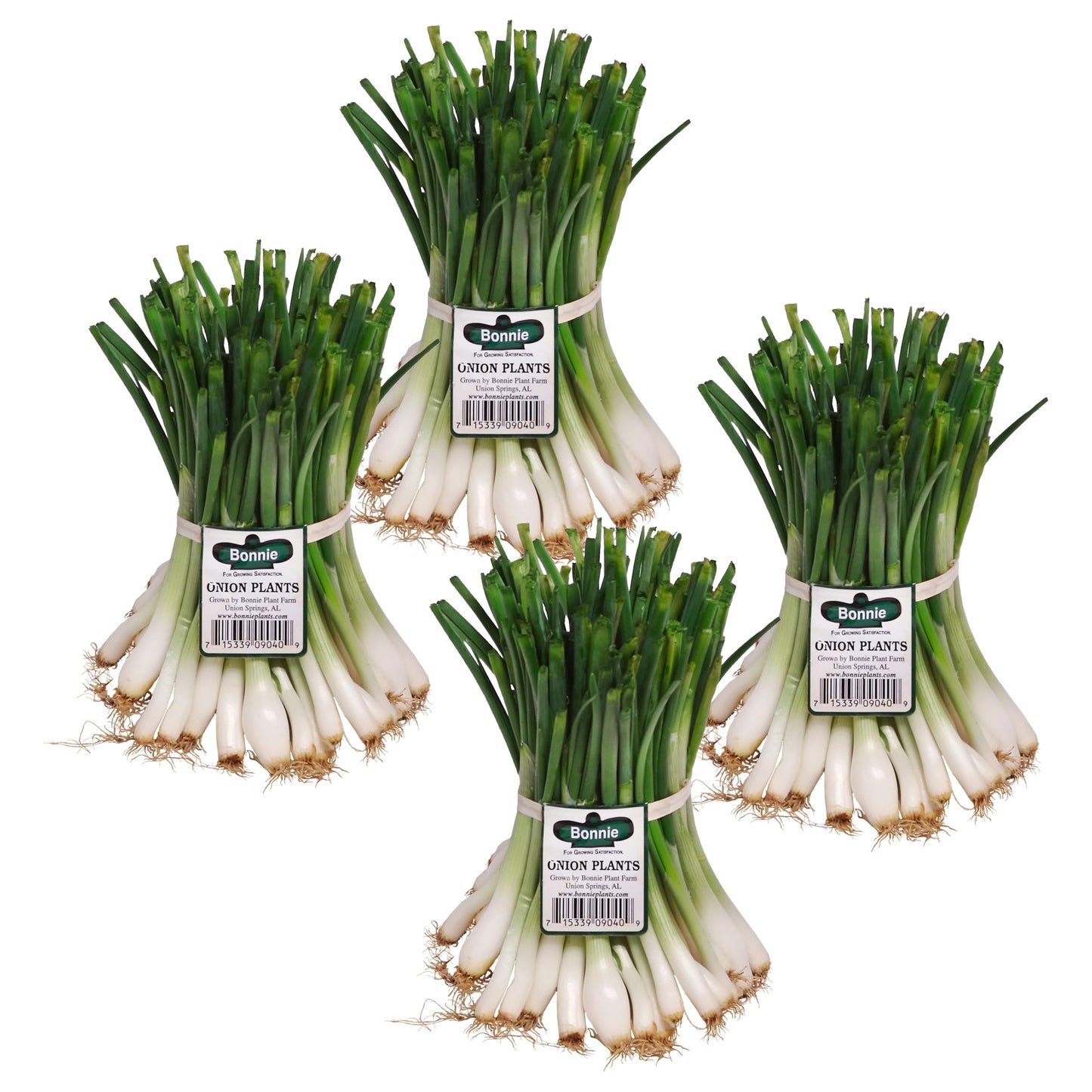 Bonnie Plants 1015Y Onion, Live Plant, Onion Set, Short-Day Onion Ideal for Raised Beds and In-Ground Gardens, 4-Pack