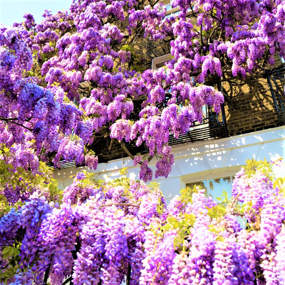 Purple Wisteria Tree Live Plant, 6 to 15 Inch in Height, 2.5 Inch Pot, Well Rooted, Wisteria Vine Plant, Wisteria Tree Live Plant