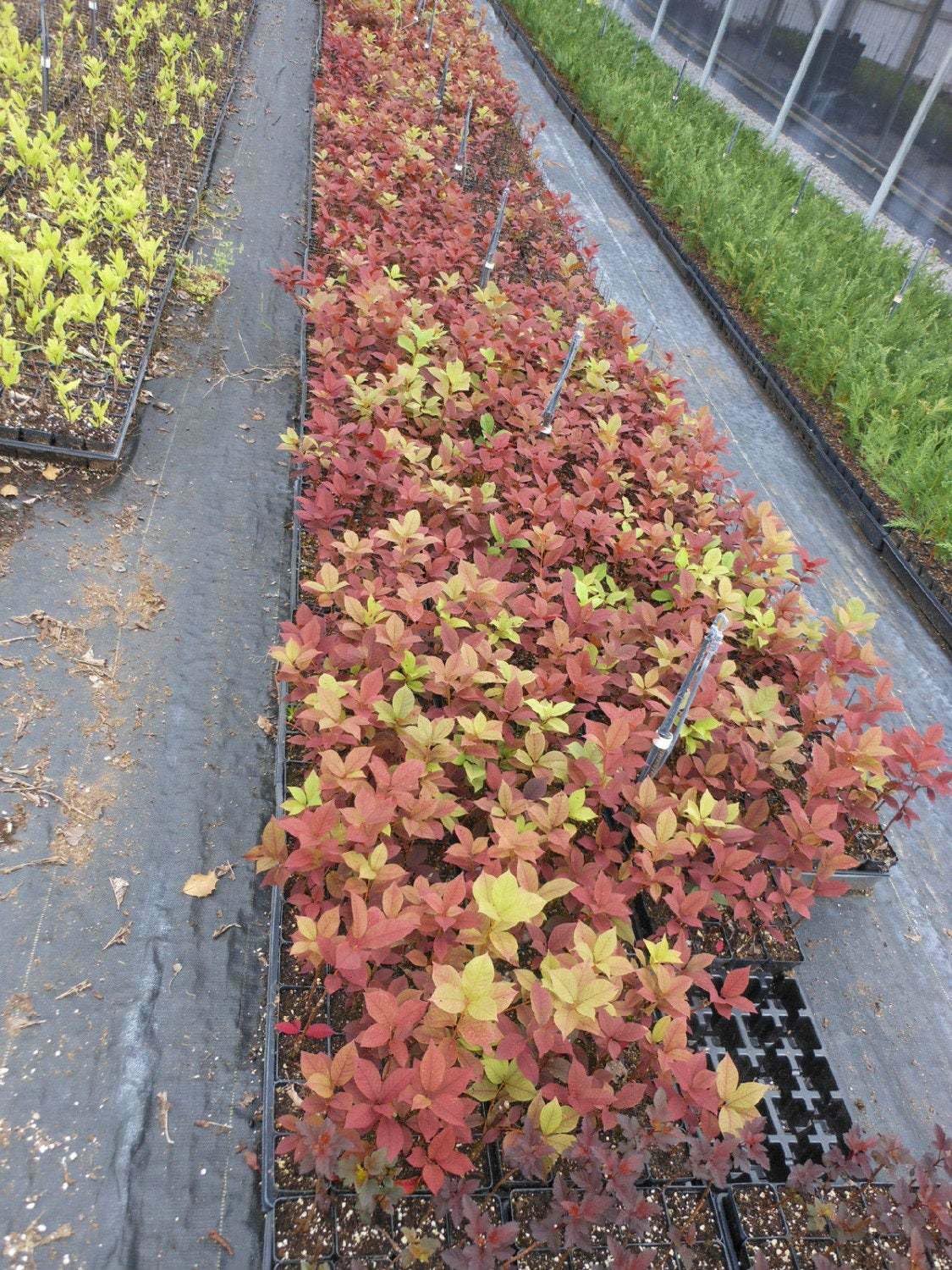Live Plant - Canada Red Choke Cherry Tree - 8-14" Tall Live Plant, 3" Pot - Prunus virginiana