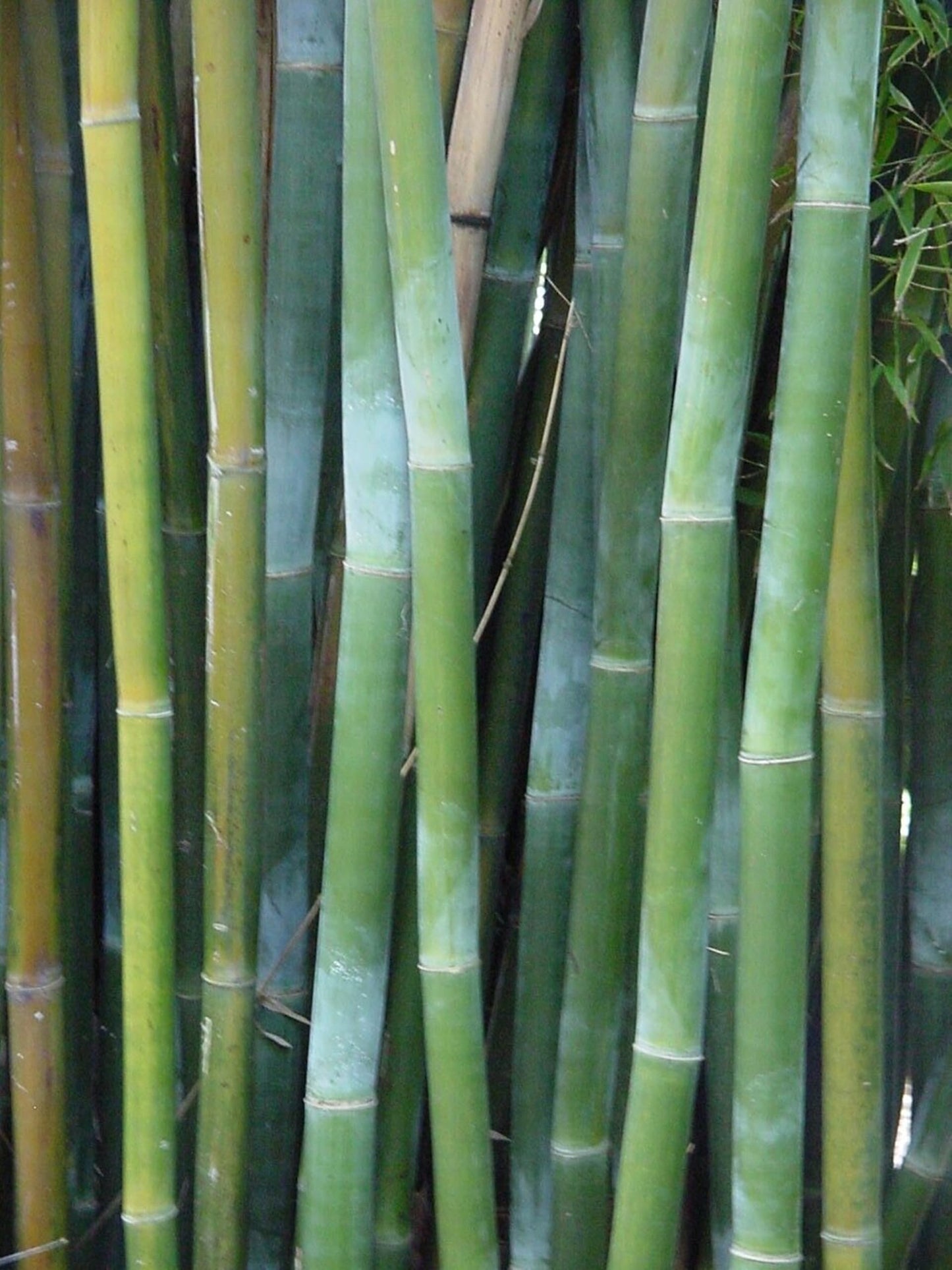 50 Wong Chuck Royal Bamboo Seeds Perennial Ornamental Seed Privacy