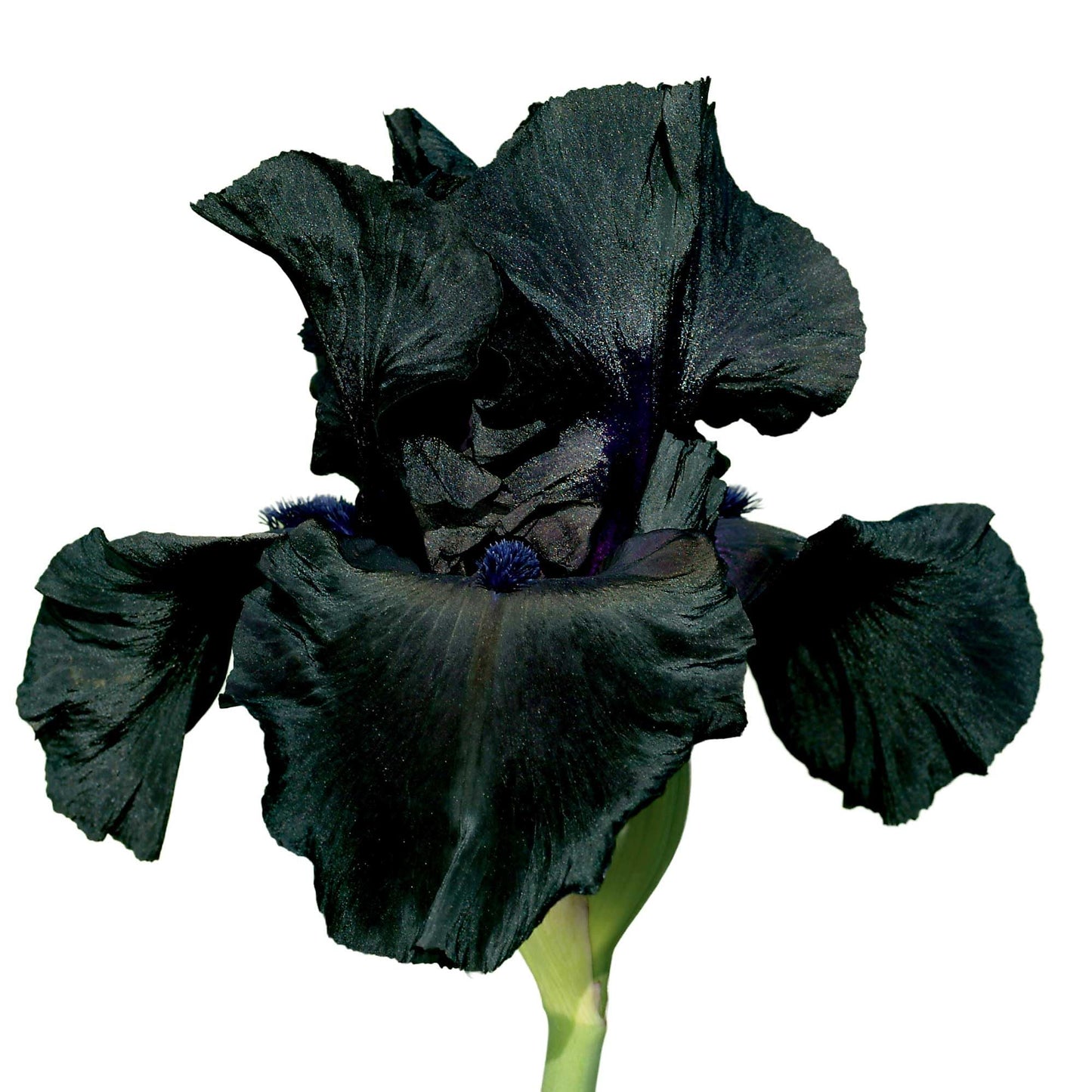 Black Suited Bearded Iris Plant Potted - Fragrant Black Flowers, Stargazer Perennials