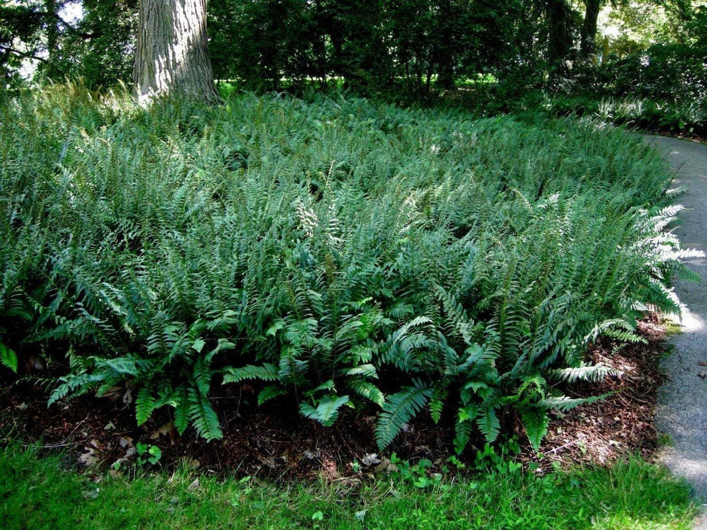 Live Plant - 5 Christmas Fern Rhizomes/Roots, Christmas Dagger - (Polystichum acrostichoides)