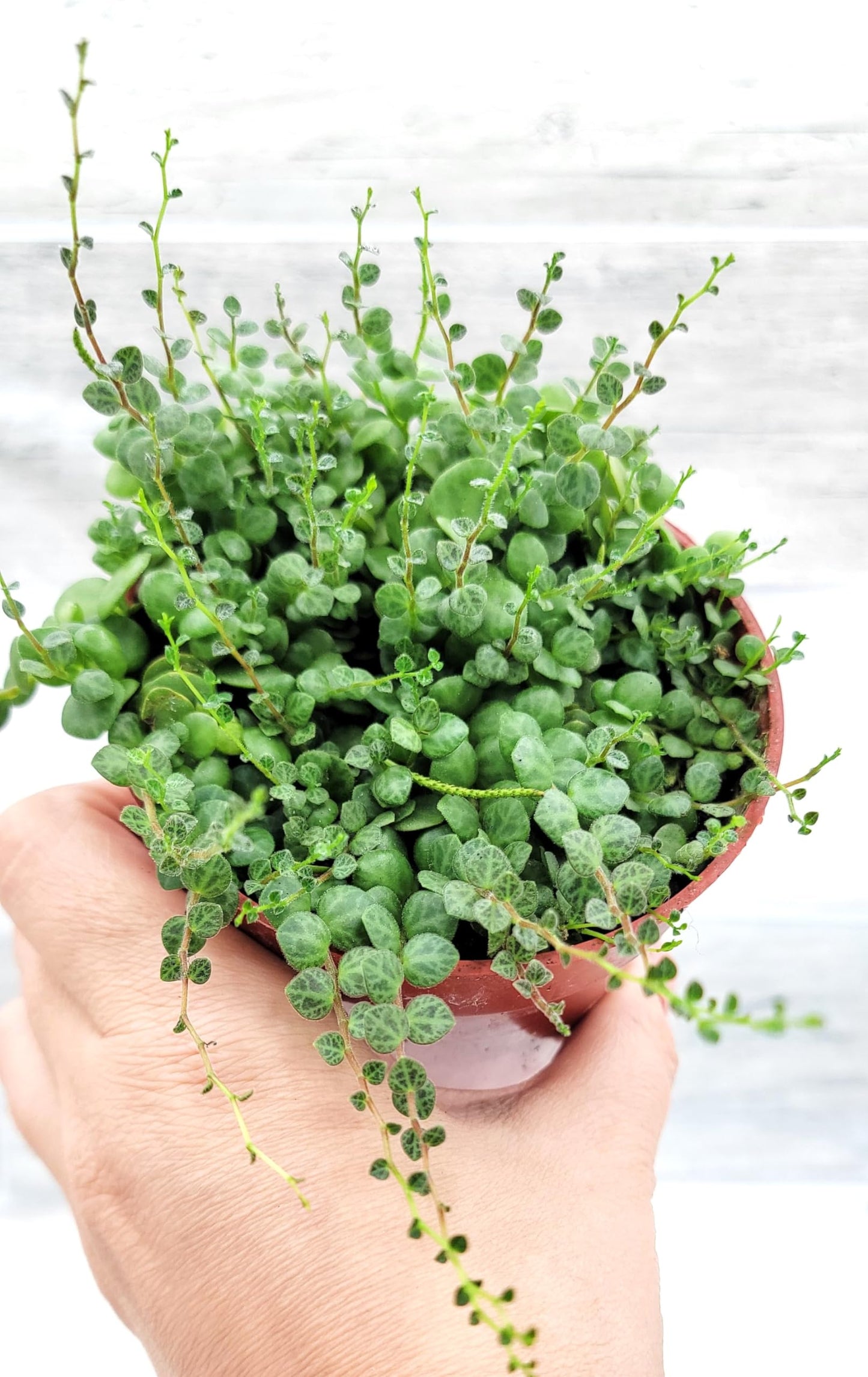String of Turtles Peperomia Prostrata Plants Live Houseplants, Rare Indoor Plants, Fully Rooted Live Indoor Plants in 4-Inch Pot by 3exoticgreen