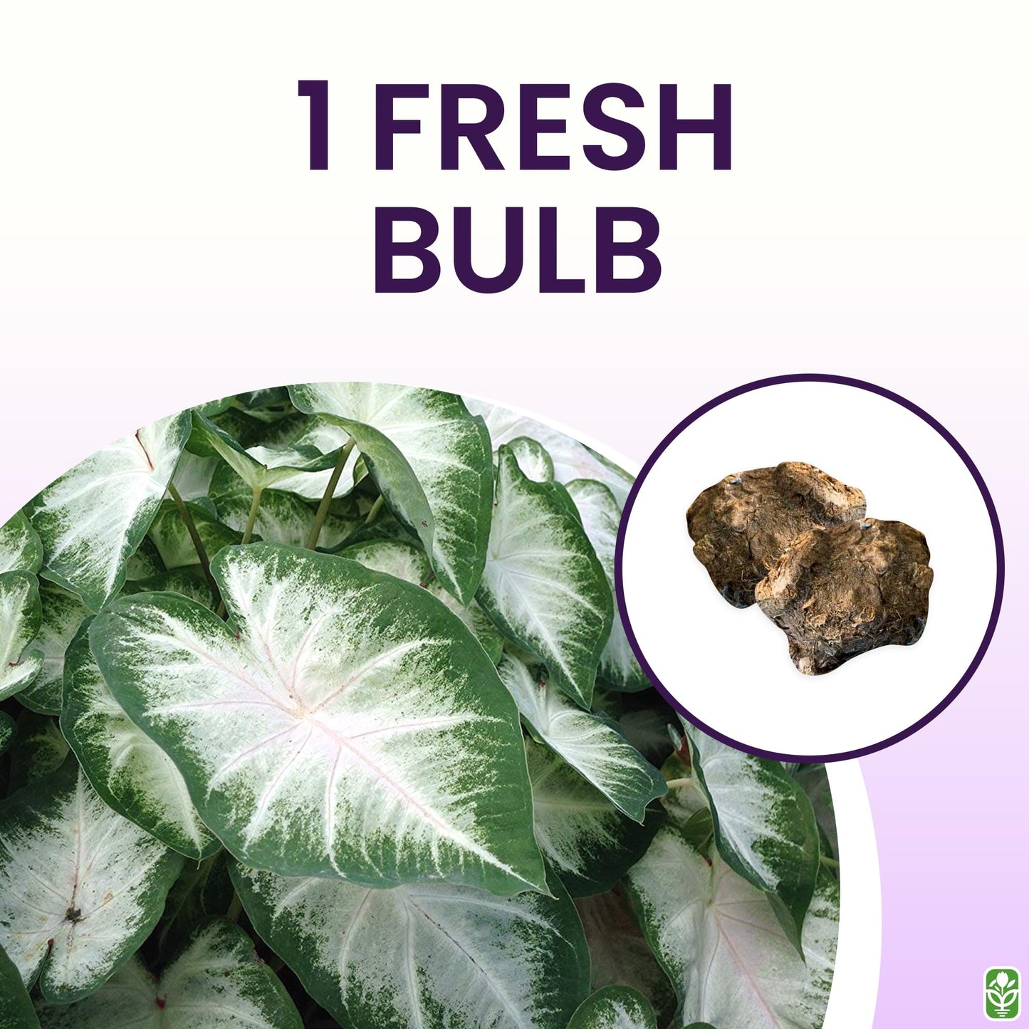 Fancy Leaf Caladium Bulbs for Planting - Large Root Bulb - Aaron - Giant Heart-Shaped Flower Plant - Hardy in Zones 9-11