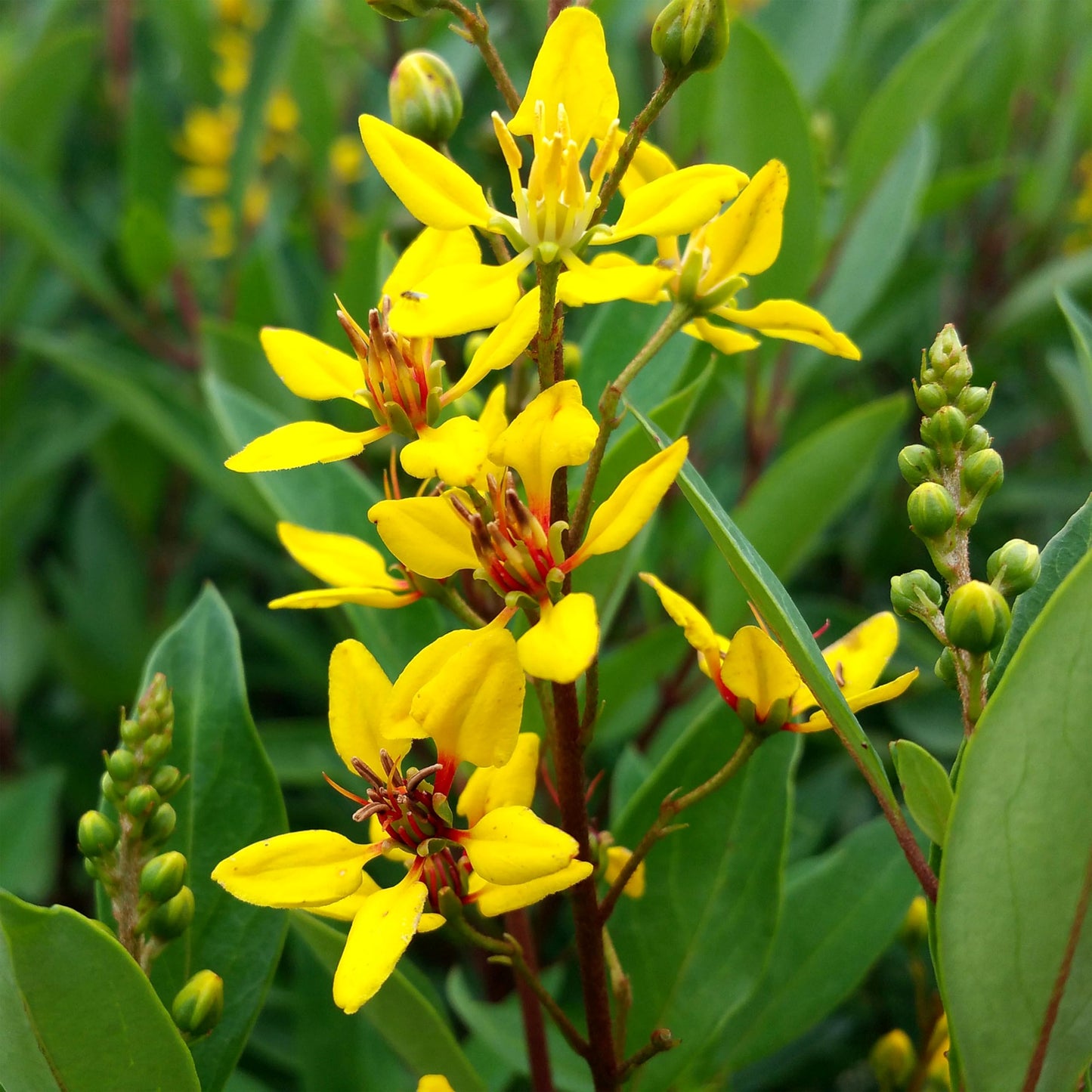 Thryallis | 1 Extra Large Trade 3 Gallon Plant | Galphimia glauca | Tropical Beauty | Year-Round Blooms