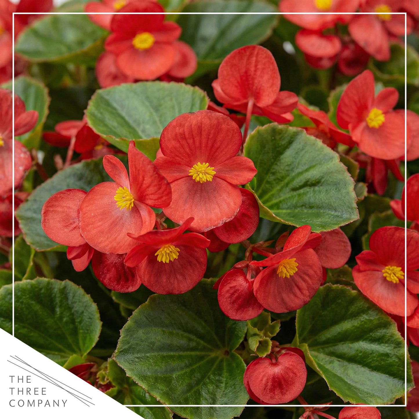 Live Begonia - Dark Leaf Cocktail Red (4 Per Pack), Beautiful Shade Annual, Ships 8" Tall by 4" Wide in 1 Pt Pot