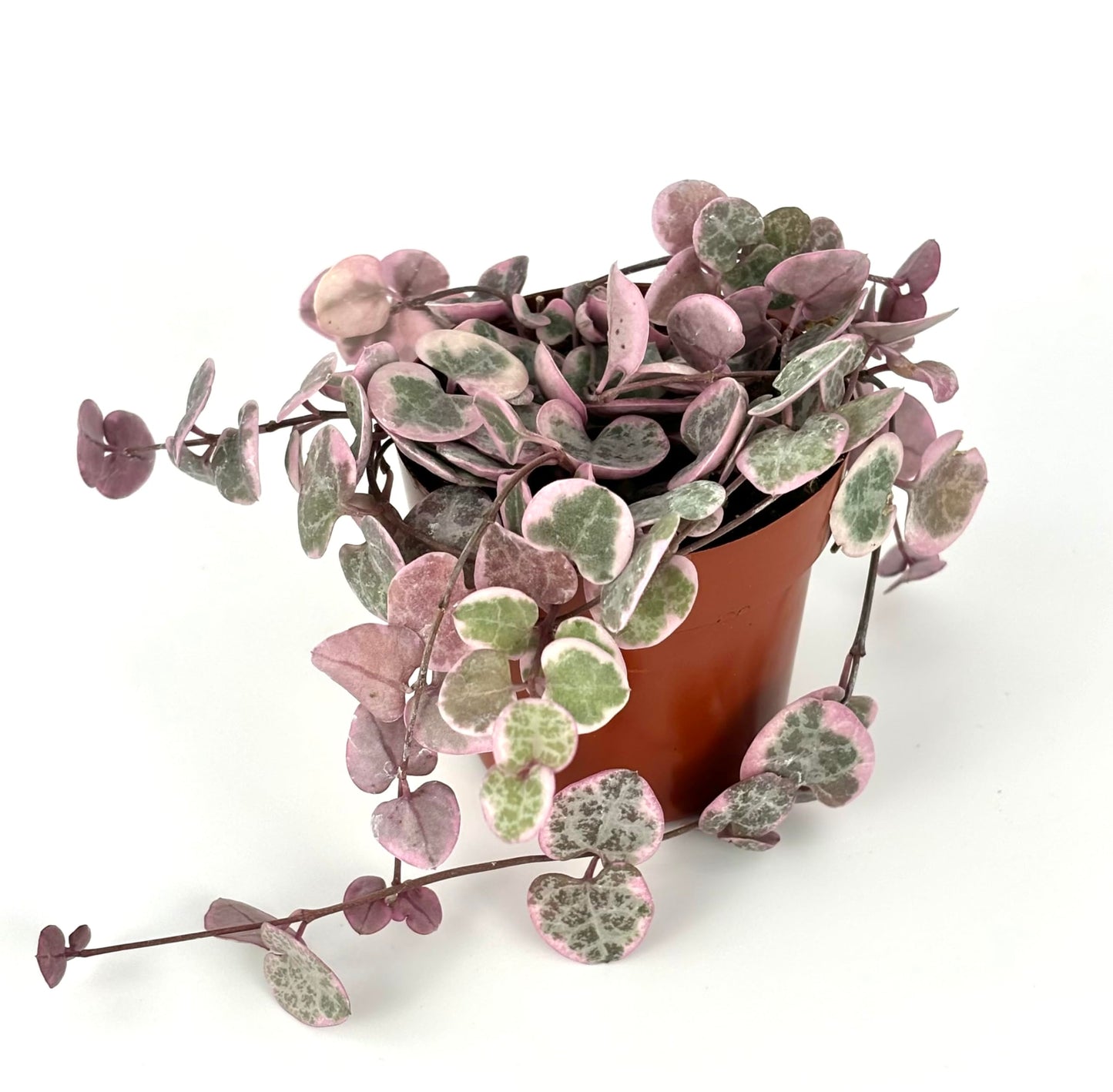 String of Hearts Succulent Plant, 2" Pot, Variegated