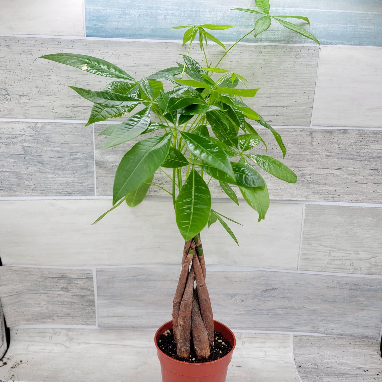 Money Tree Plant aka Pachira aquatica Live Rare Exotic Tropical Indoor House Plants in 4 inch Nursery Plant Pot Housewarming Gift Decoration for Home and Office by 3exoticgreen