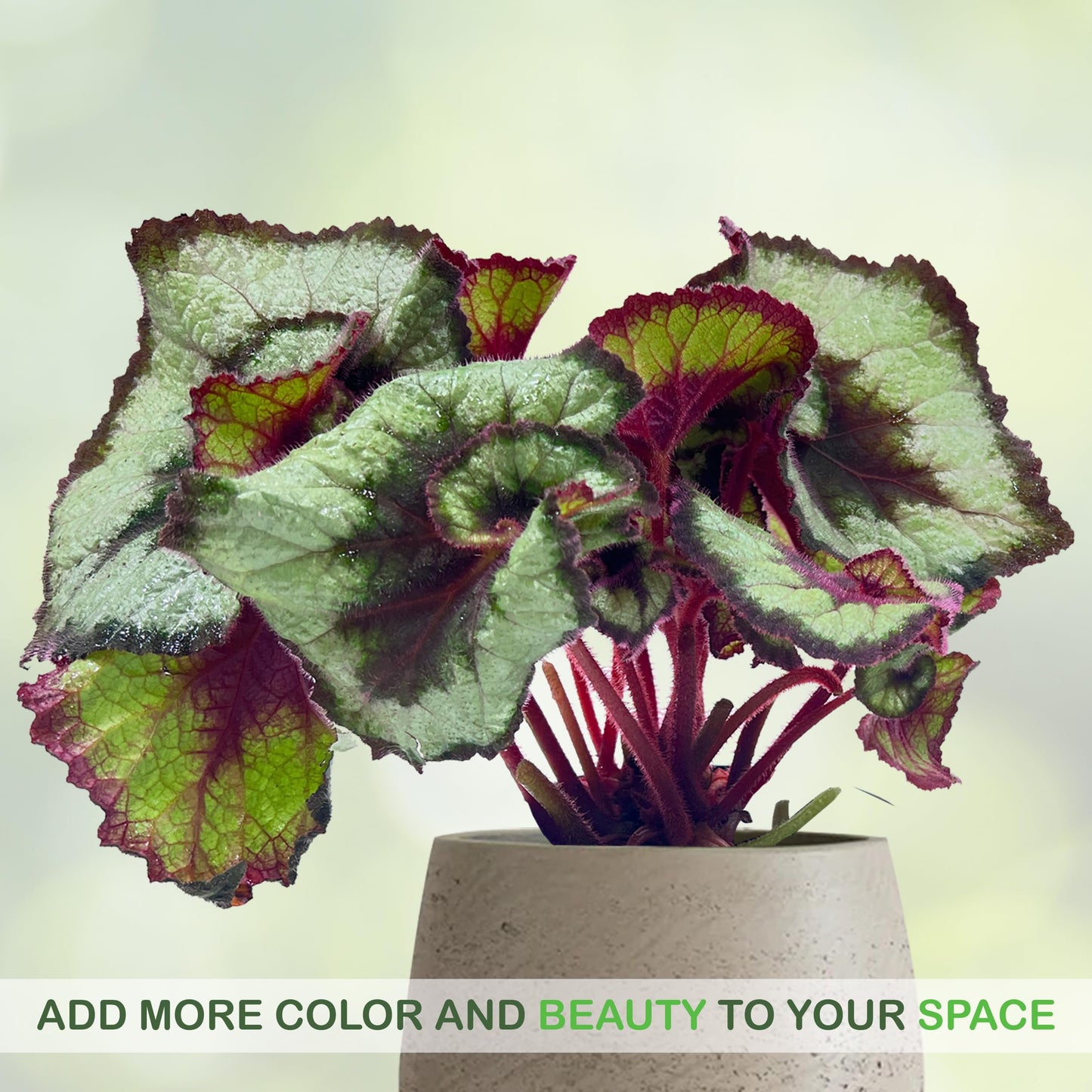 LEAL PLANTS ECUADOR Begonia Rex Escargot (Pack of 2) – Attractive Indoor Plant,Easy Care, Air-Purifying House Plant for Wellness & Home Decor, Office Desk, Unique Sustainable Gift for Plant Lovers