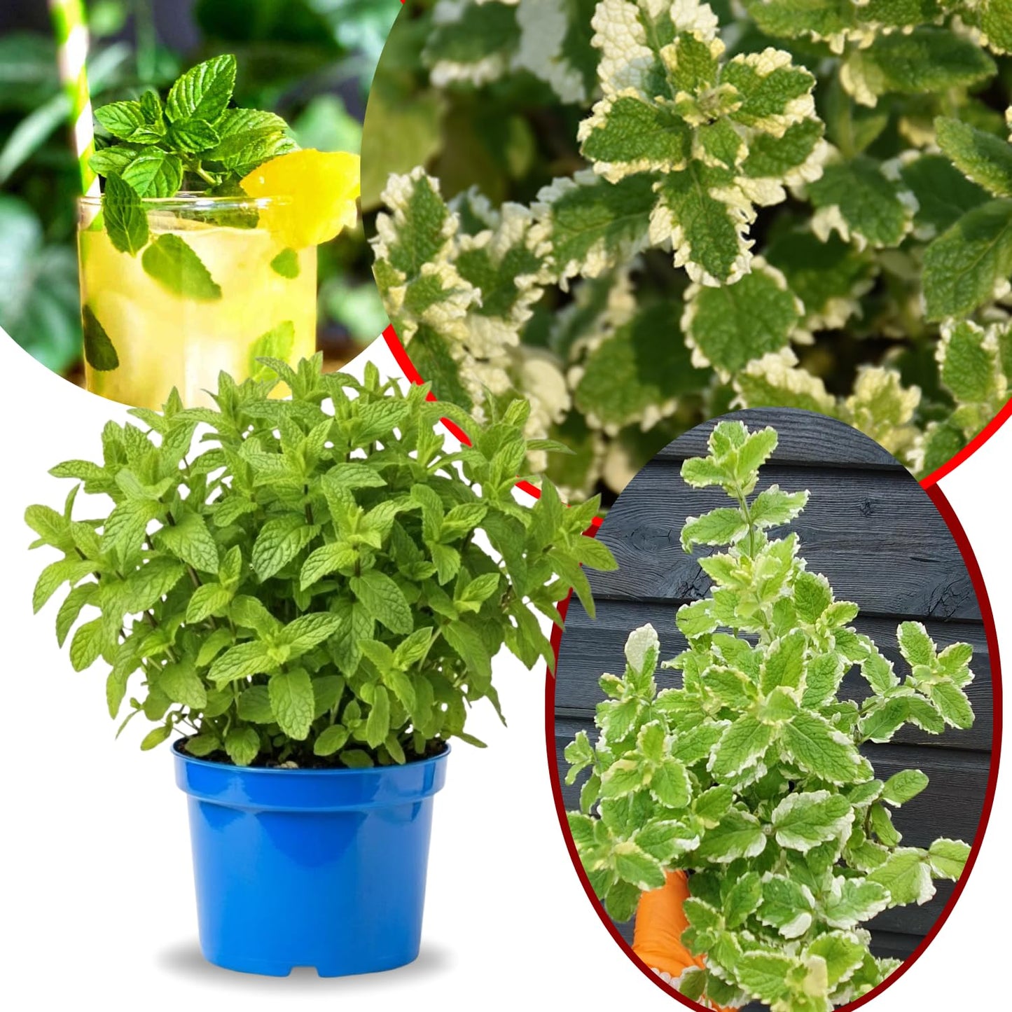 Big Clumps Pineapple Mint Plants Live in Pot, Well-Rooted Herb for Home Gardens, Heirloom Mint Indoor Outdoor, Fresh Mints