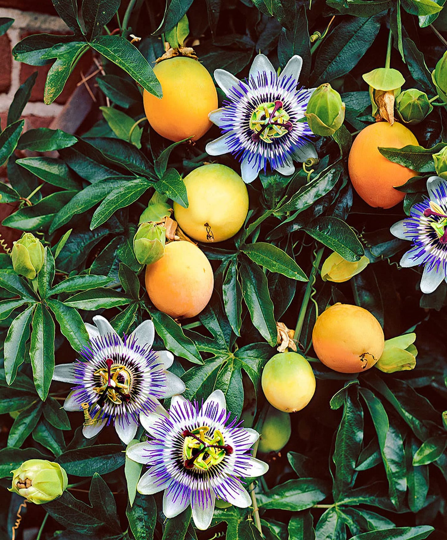 Passion Fruit Plant - Live Plants in a 6 Inch Growers Pot - Edible Fruit Bearing Vine for The Patio and Garden
