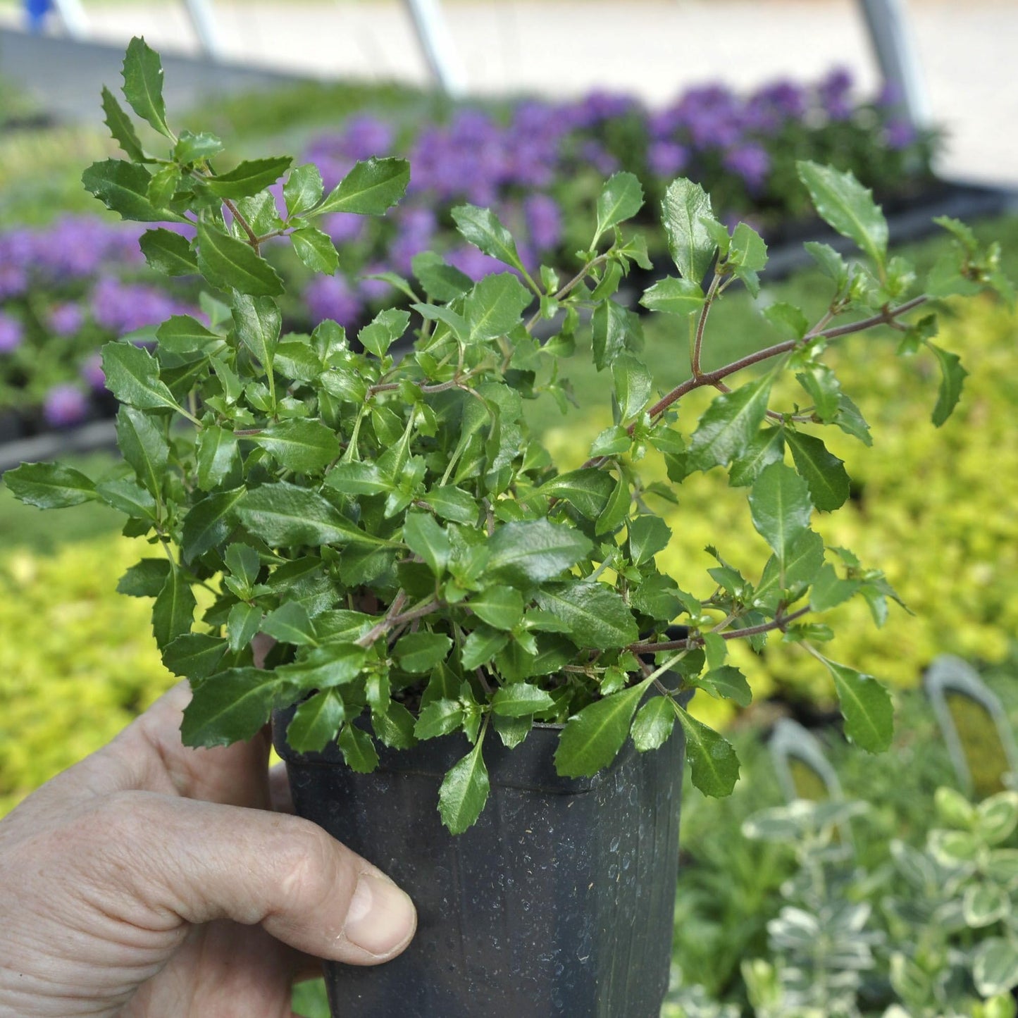 Fuchsia Lottie Hobby, Miniature Container Plant, Houseplant, Long Bloom Period and Profuse Flowering on Sun Loving Perennial for Indoors or Outdoors, Container Size: 3" (2.6x3.5)