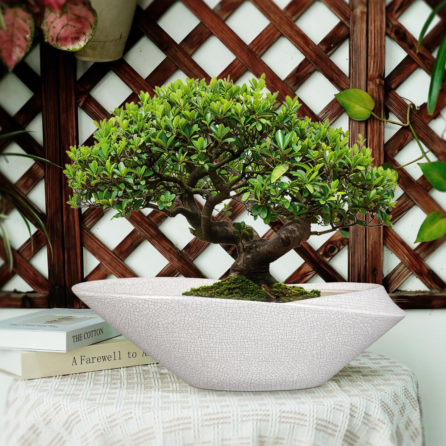 EPFamily Bonsai Pots - 18 Inch Ceramic Plant Pot for Bonsai Tree, Modern Indoor & Outdoor Succulent Planter with Drainage, Room Decor, Gifts for Plant Lovers, White-Black