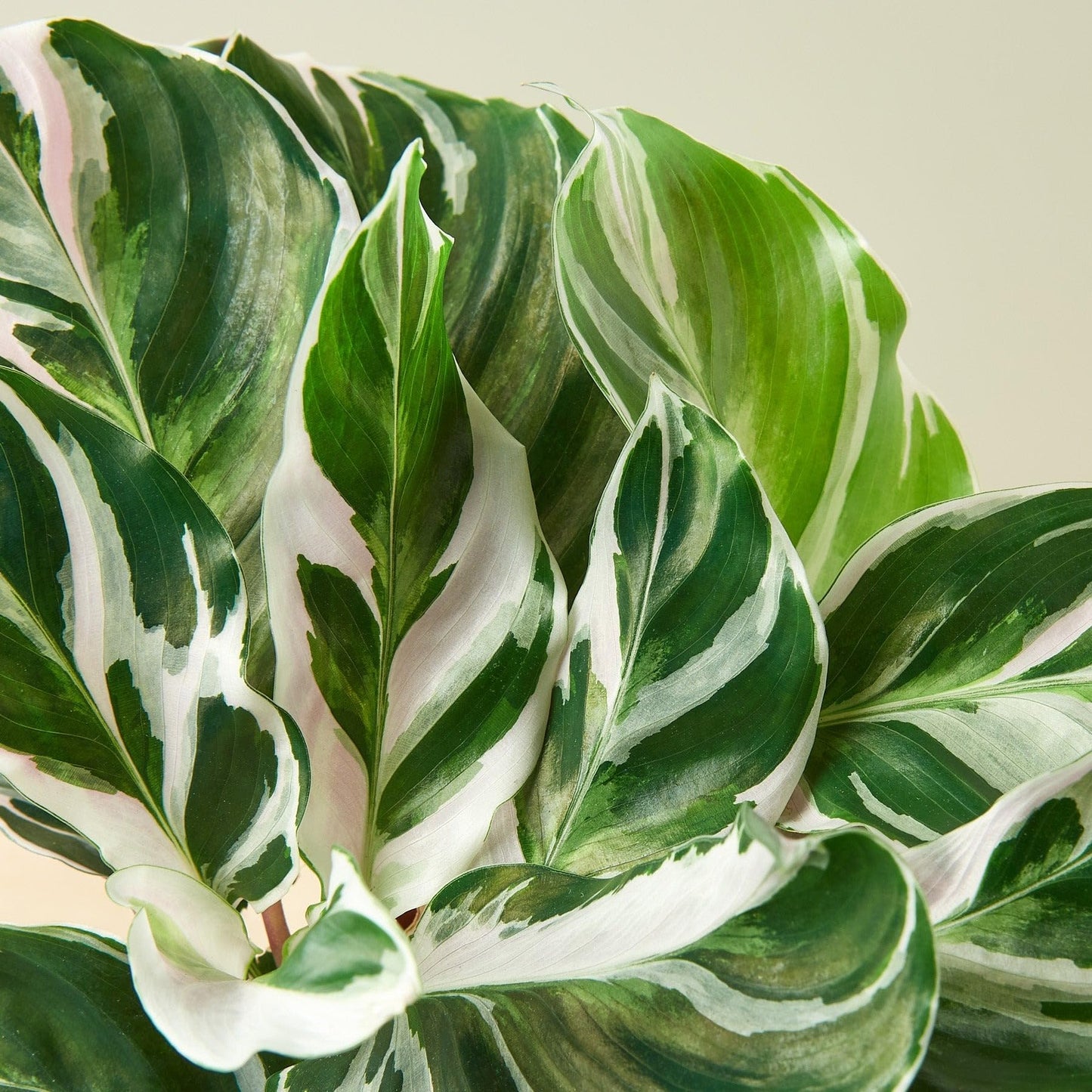 Calathea 'White Fusion' | Live Plant for Indoor & Outdoor | for Living Room, Office, Bathroom | (4" Pot)