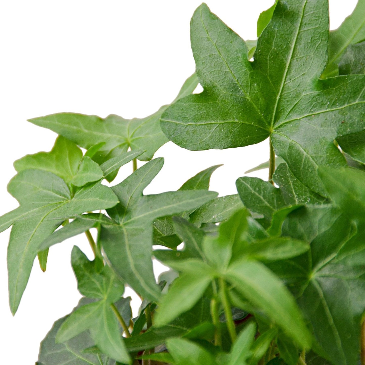 3 Pack English Ivy Green California in 3in Pot - Live Plants Tropical Houseplants | Variegated | USA Growers | The Snobby Leaf