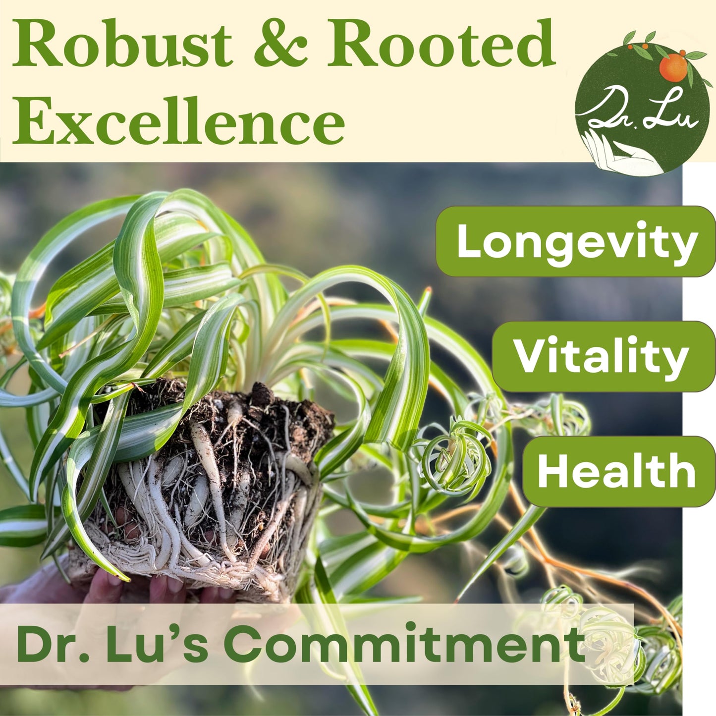 Dr. Lu’s Organic Bonnie Curly Spider Plant | Air Purifying House Plants | Rooted Spider Plant | Easy Grow Indoor Plants | Live Plants in 4'' Nursery Pot