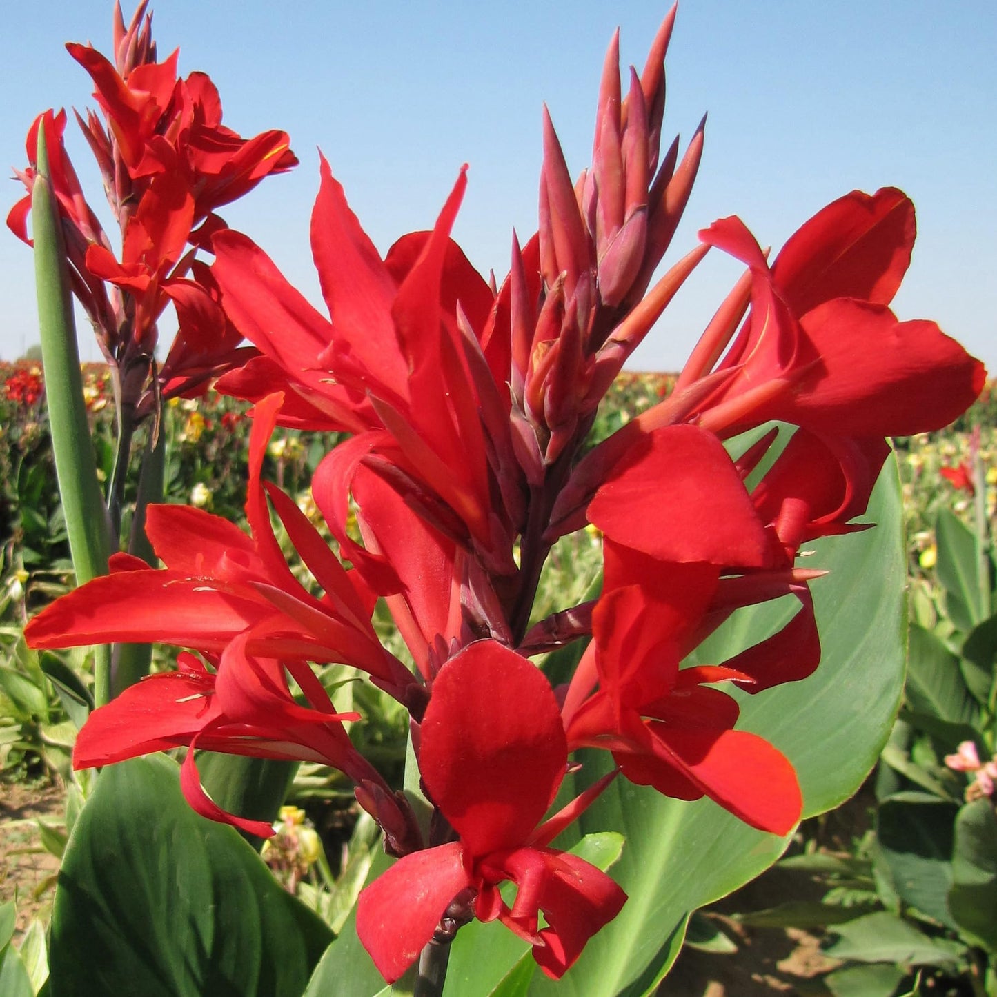 Kreta Canna Lily Flower Bulb – Vivid Red Island Series Blooms, Hummingbird Garden, Clean Green Foliage, Zones 3–9, 4–5 Ft Tall, Summer Rhizome, 1 Bulb
