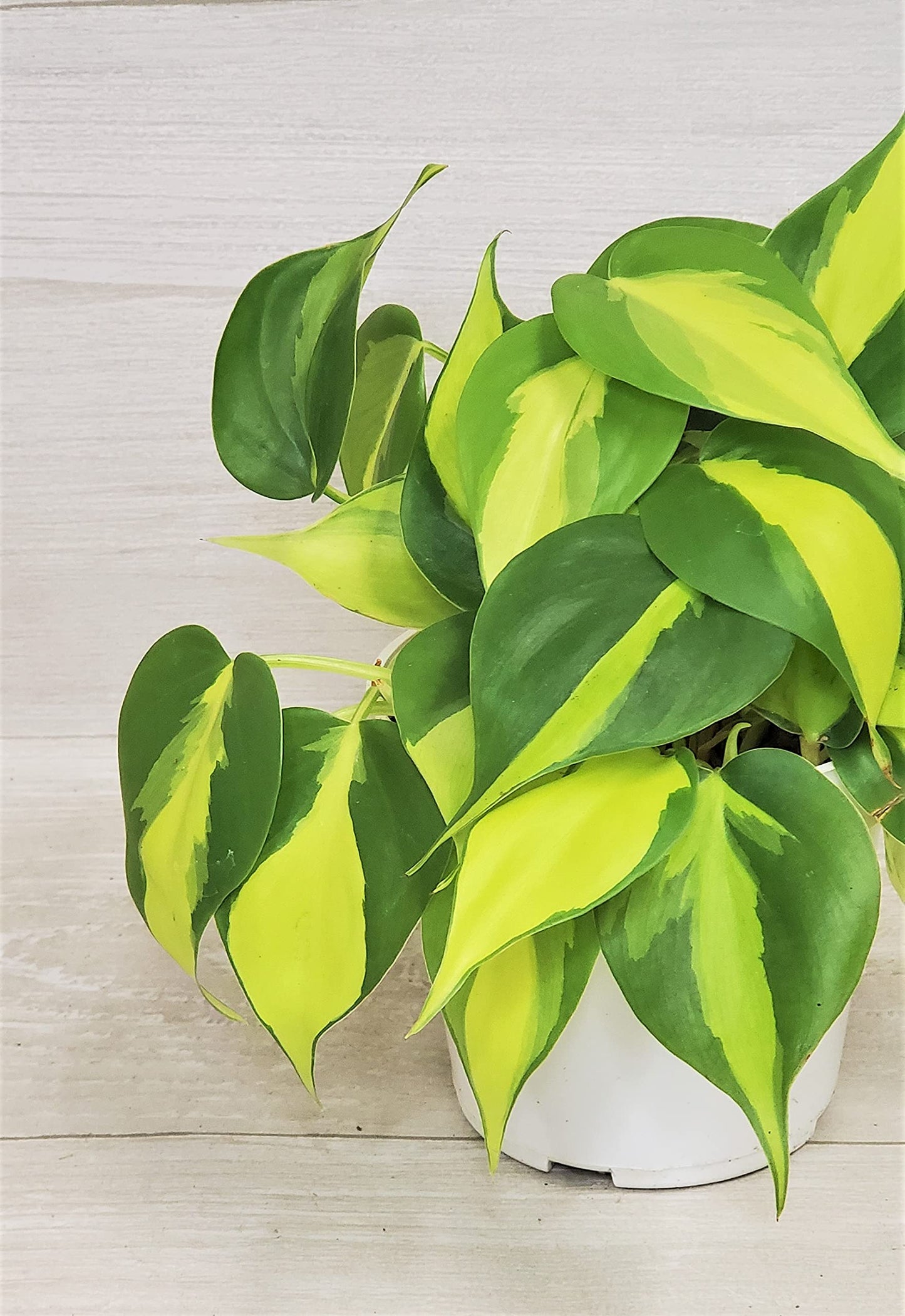 Philodendron Brazil aka Philo Brasil Sweetheart Live Rare Exotic Tropical Indoor House Plants in Nursery Plant Pot Housewarming Gift Decoration for Home and Office by 3exoticgreen (4" Pot)