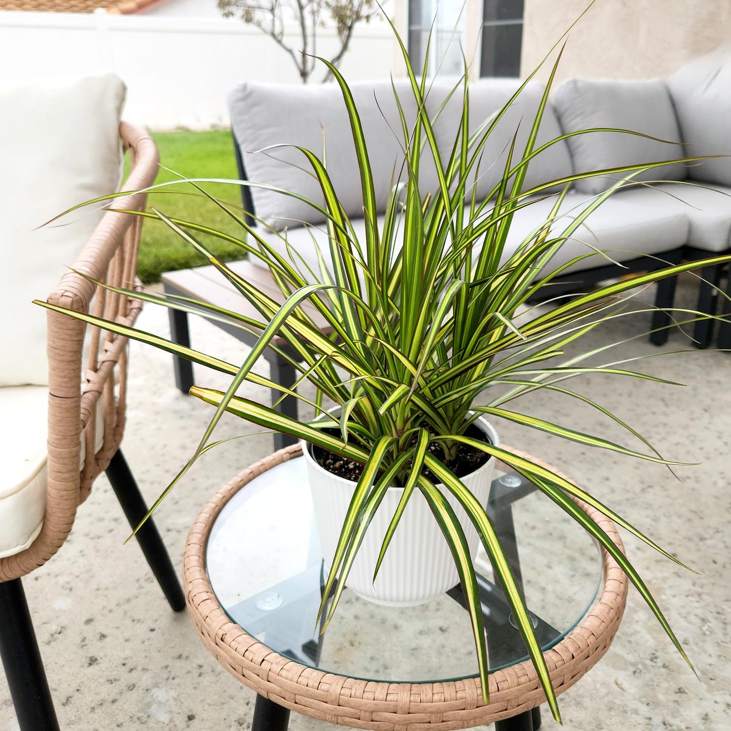Dracaena Marginata Sunray, Air Purifying Easy Houseplant Decor in 6" White Pot, Dracaena Corn Stalk, Live Botanical Gift, Indoor Dragon Tree, Real Plants & Decorative Plants by Plants for Pets
