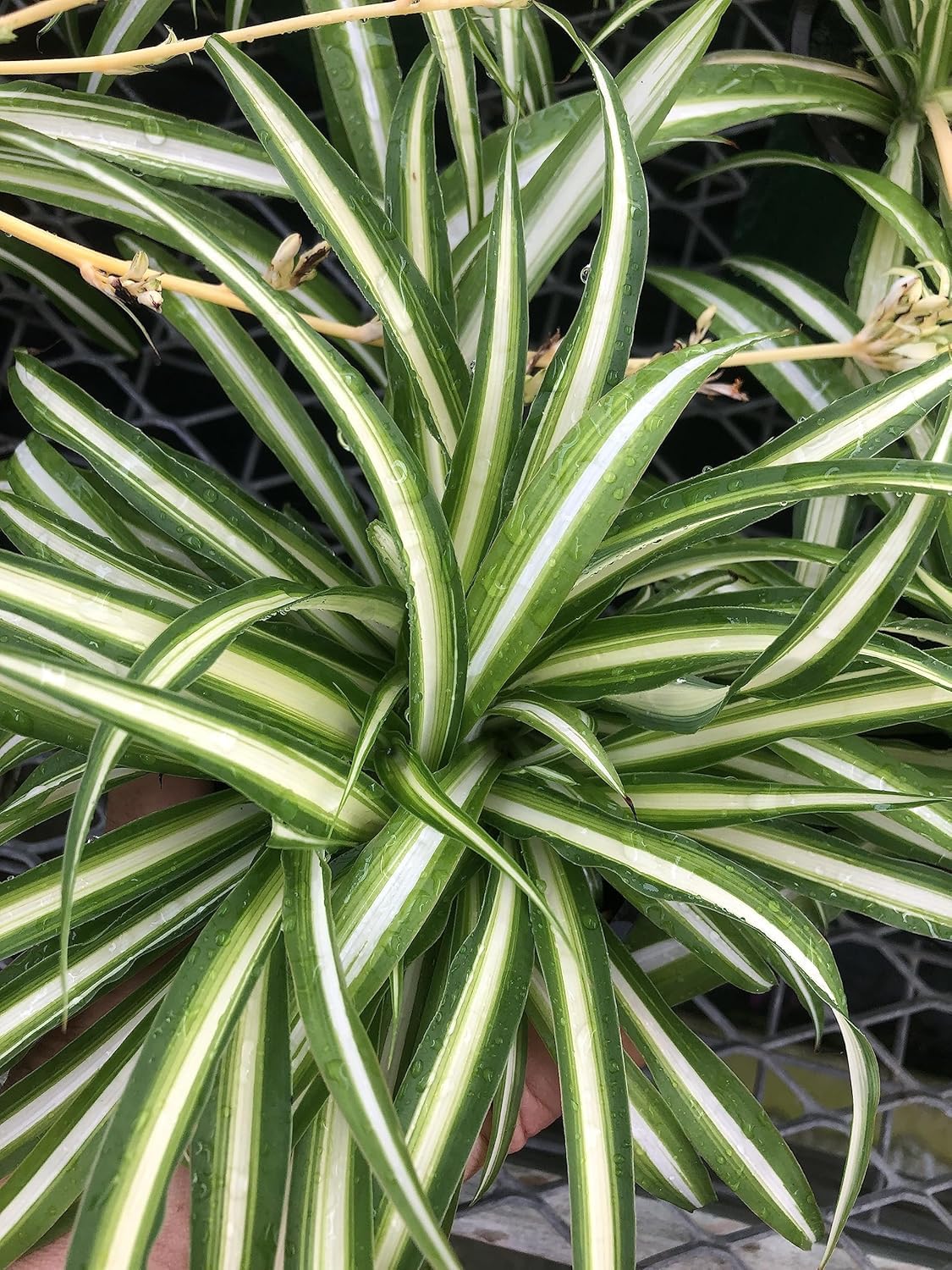 Spider Plant Live Houseplant ~ Reverse Variegated ~ Large Healthy Plant Ready for Home or Office ~ Air Purifying, Low Maintenance, Green and White Foliage, Indoor and Office Decor