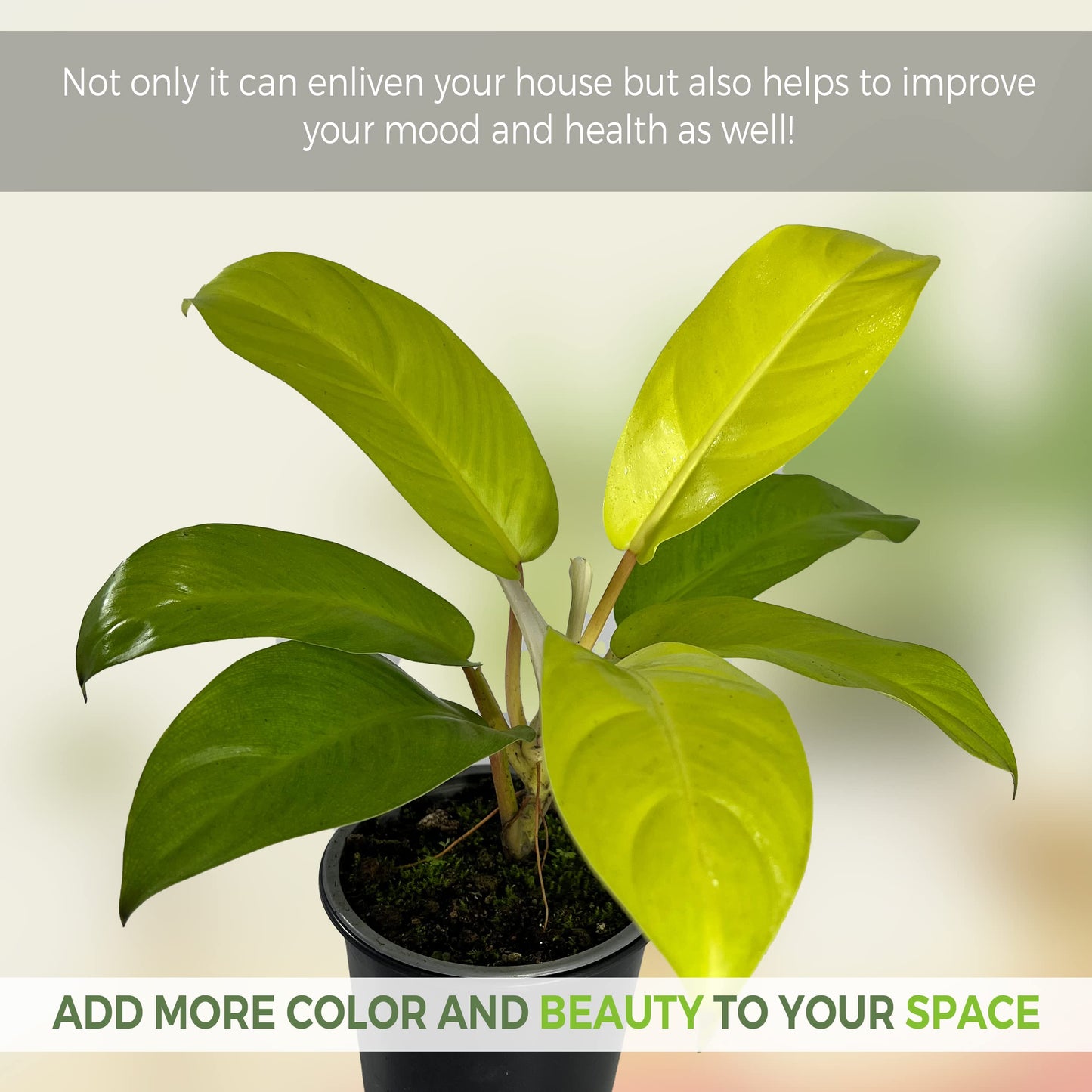 LEAL PLANTS ECUADOR Philodendron Lemonades EC (Pack of 2)| Lemon Lime Philodendron Golden Pothos & Jade Plant | Live Indoor Houseplants for Air Purification & Home Décor