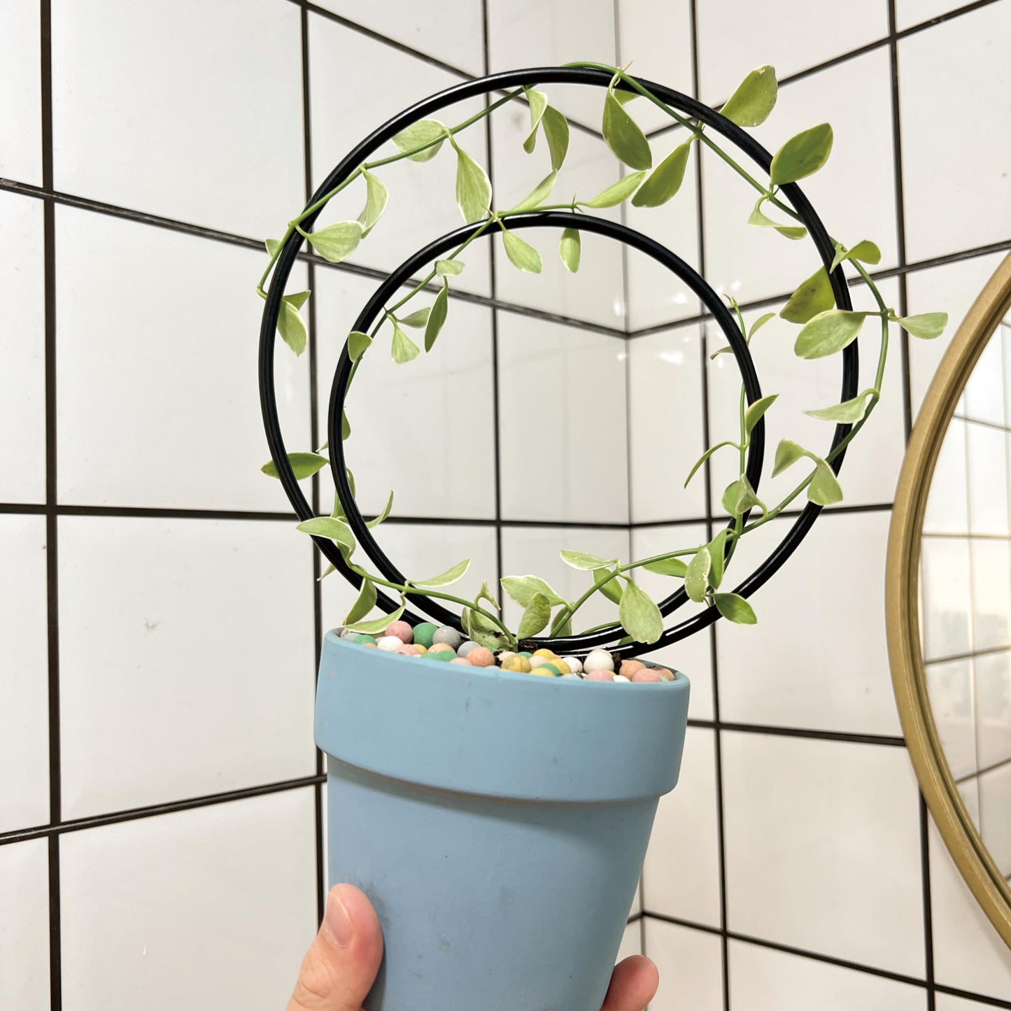 YOHSNOR Hoya Trellis Set of 3 Round Climbing Plant Supports - Small, Medium, Large - Sturdy Metal for Indoor & Outdoor Potted Plants - Easy Tool-Free Assembly - Great Choice for Plant Enthusiasts