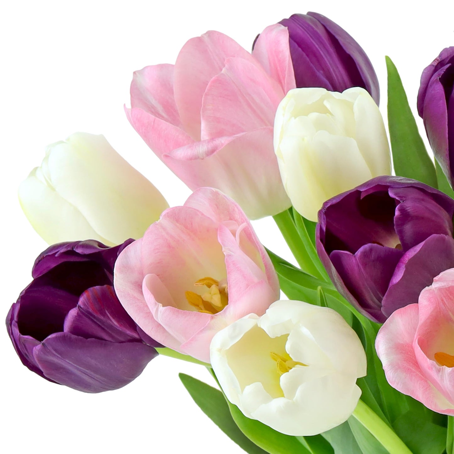 Benchmark Bouquets - White, Pink, Purple Tulips - Fresh Flowers for Delivery - Mothers Day Gifts for Wife - Birthday Flowers for Women - Teacher Appreciation Gifts - Glass Vase Included (20 Stems)