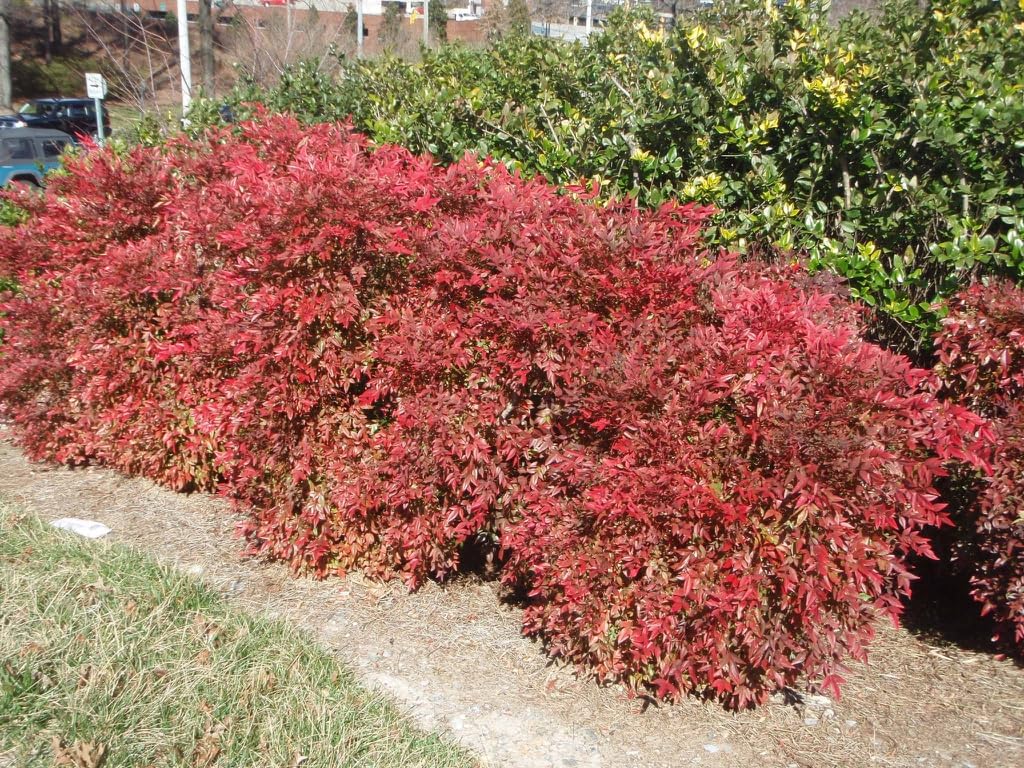 Gulf Stream Nandina Shrub – Evergreen Ornamental Plant with Red & Bronze Winter Foliage – Low Maintenance Landscape Bush (Single Plant, Liner/Starter)