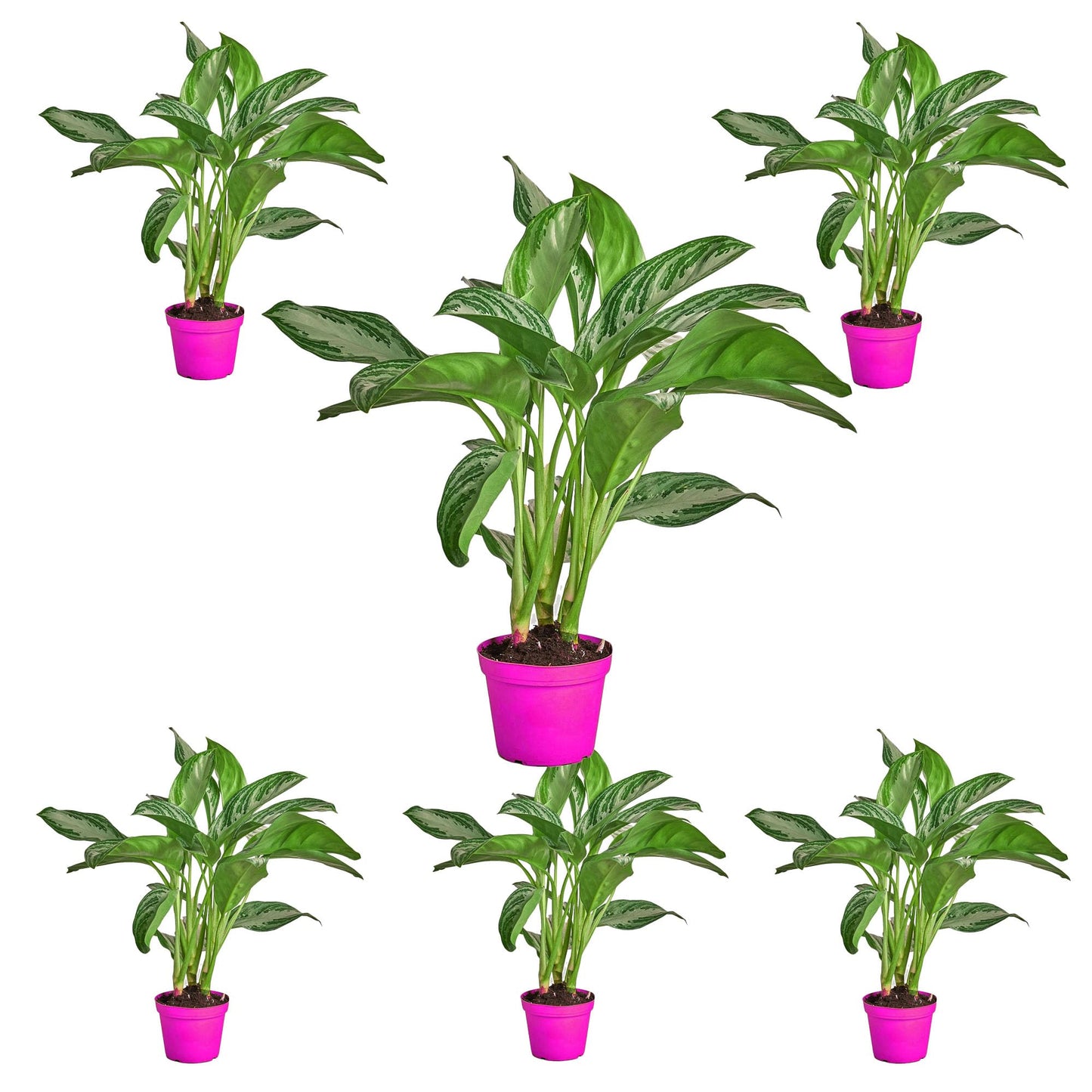 6 Pack Chinese Evergreen 'Silver Bay' - in 6in Pot - Live Plants Tropical Houseplants | Variegated | USA Growers | The Snobby Leaf