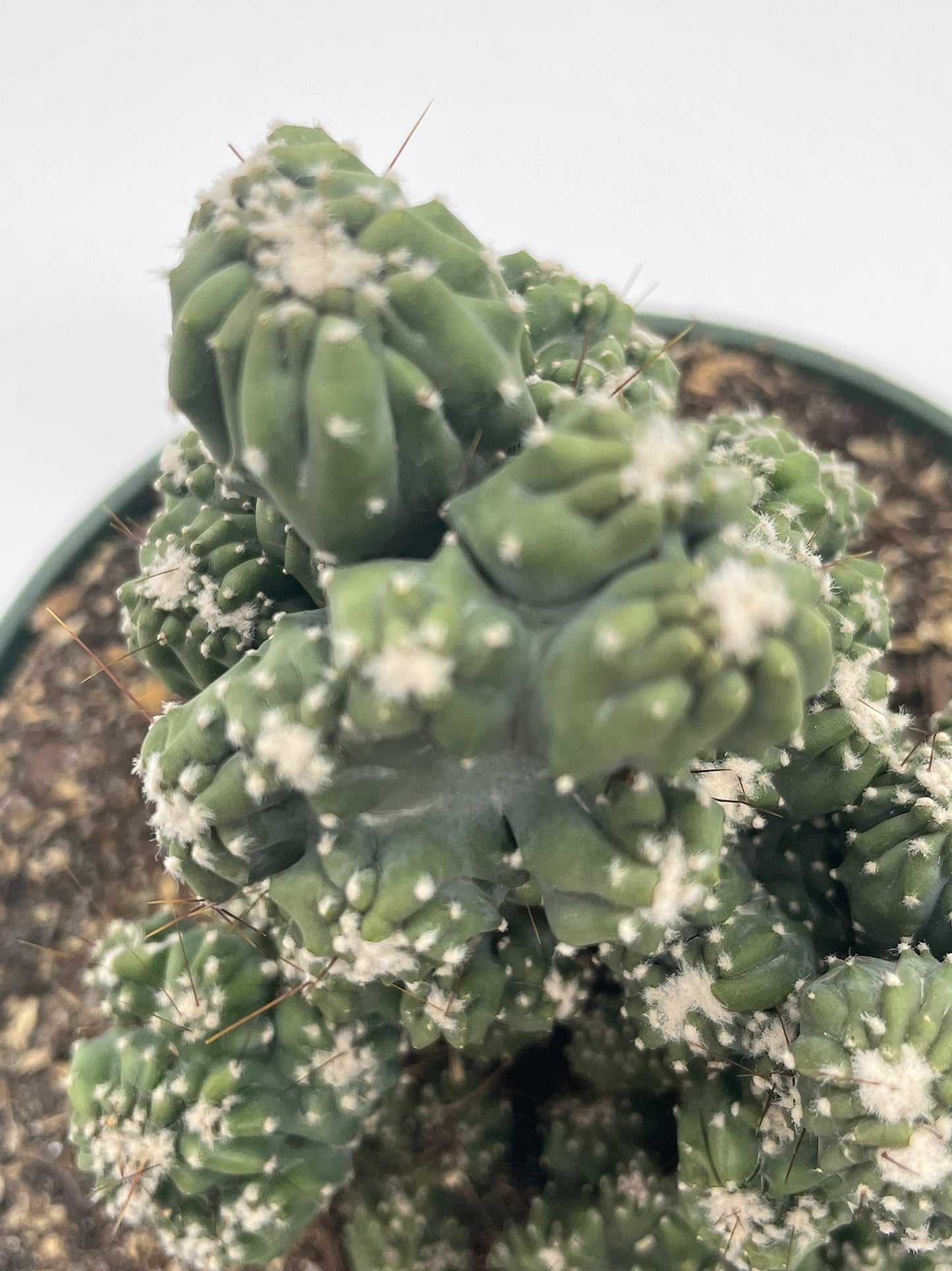 BubbleBlooms Crested Cereus Cactus in a 6 inch Pot Peruvian Apple Cactus, Repandus, uruguayanus, Hedge Cacti