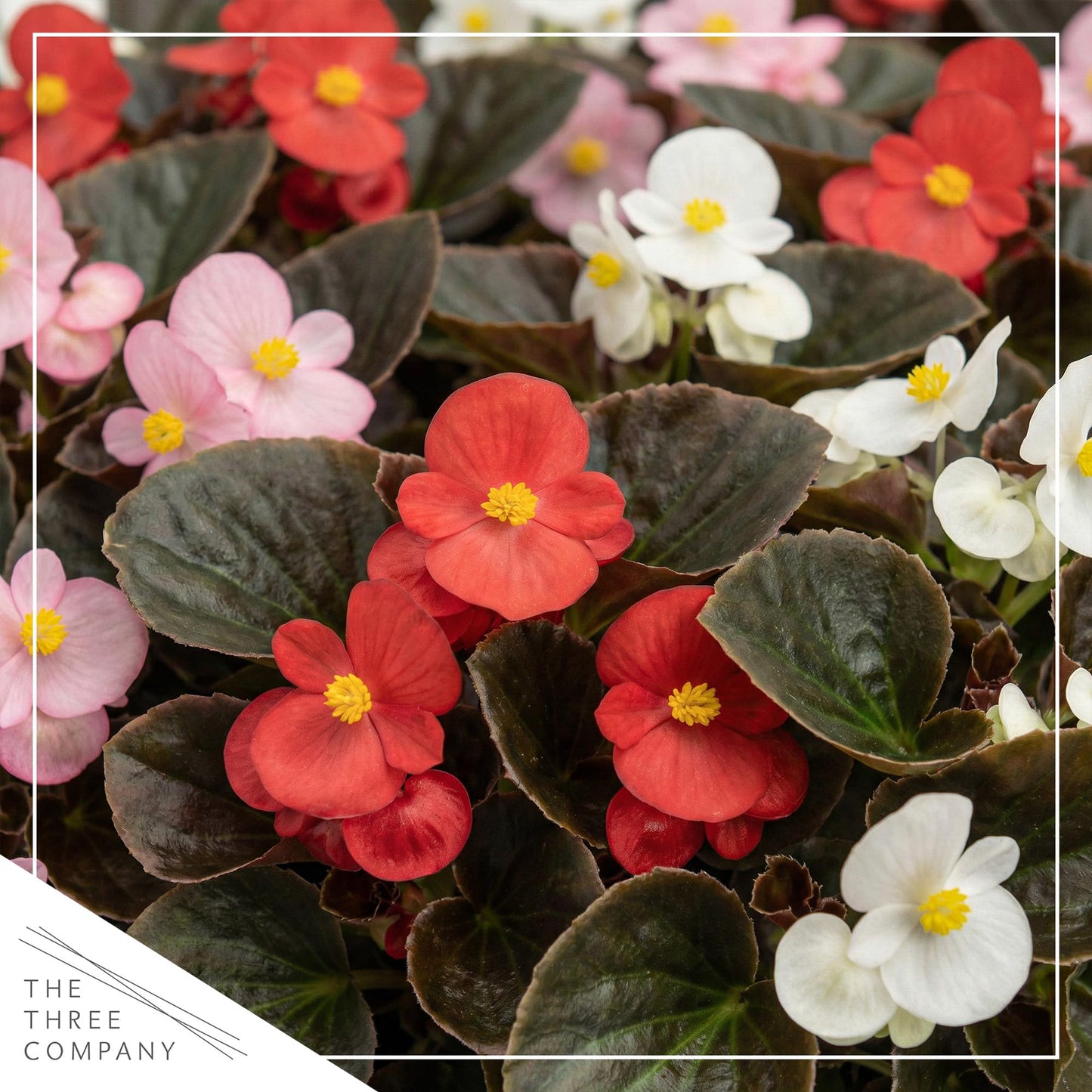 Live Begonia - Dark Leaf Assorted (4 Per Pack), Beautiful Shade Annual, Ships 8" Tall by 4" Wide in 1 Pt Pot